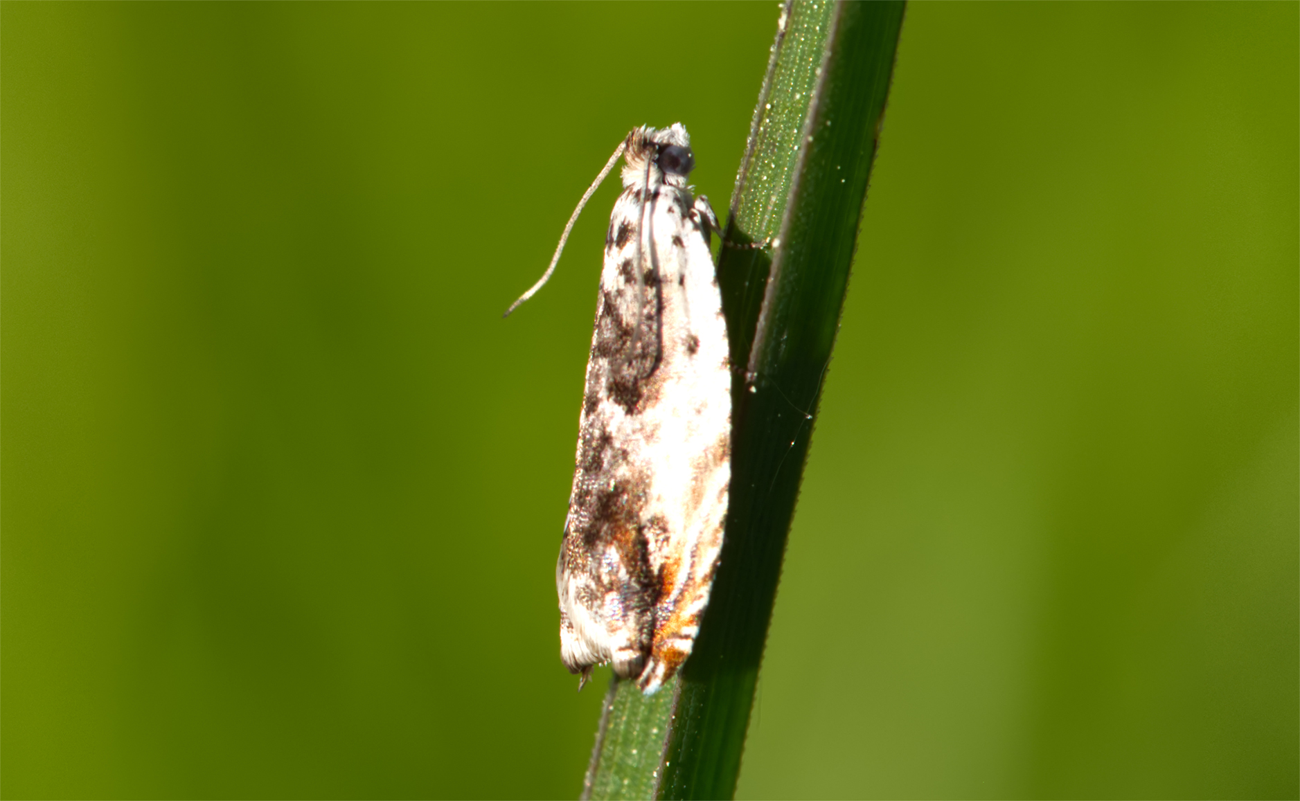 Weiden-Knospenwickler (Hedya salicella)