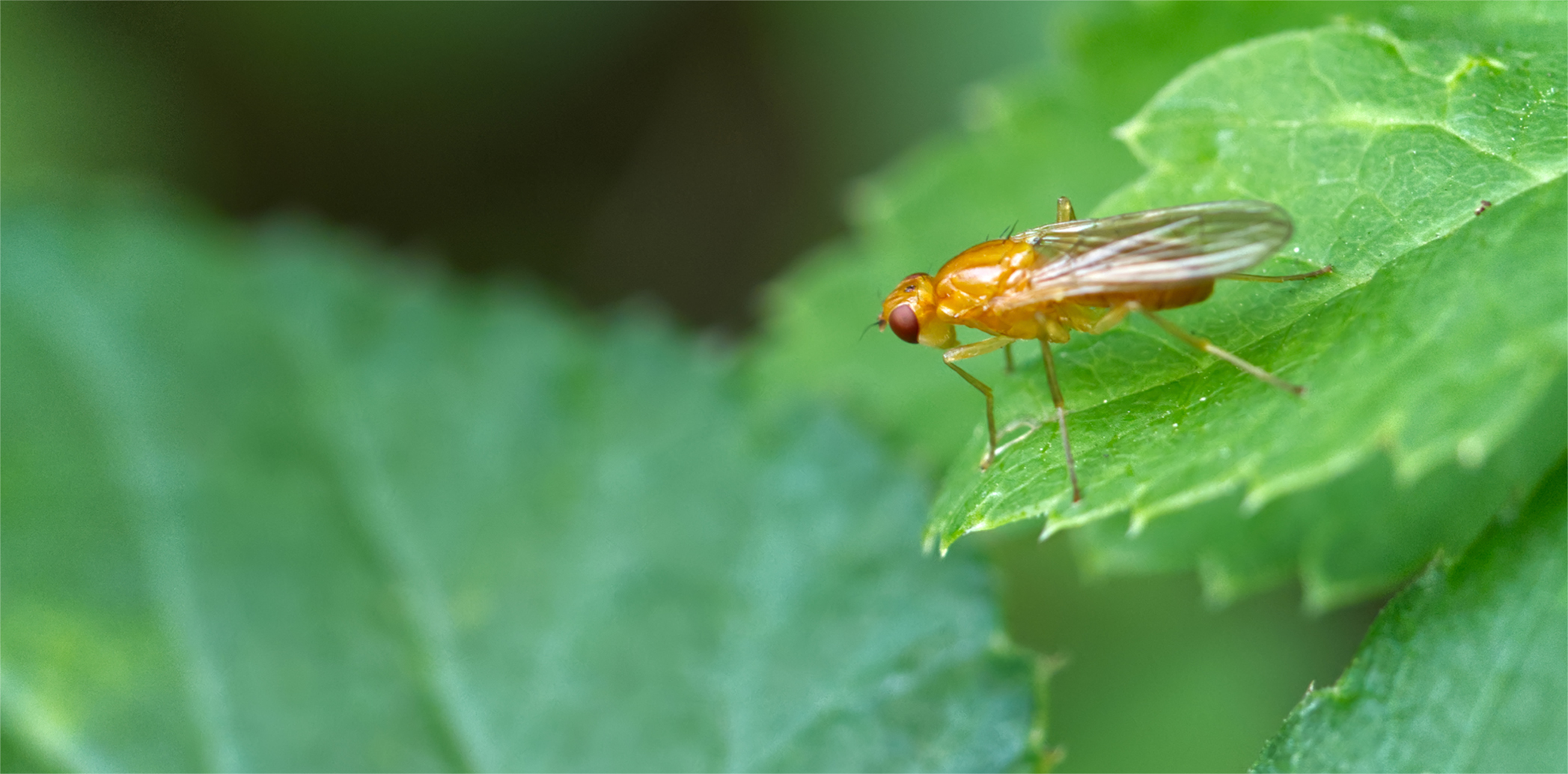 Nacktfliege (Psila fimetaria)