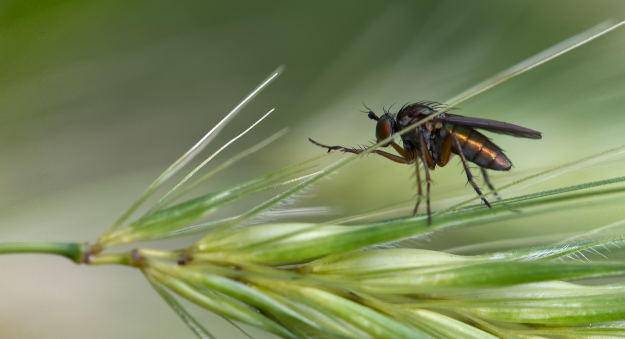 Langbeinfliege (Dolichopus claviger)