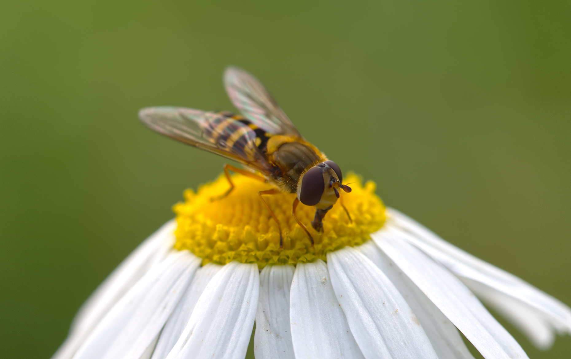Gelbbein-Wiesenschwebfliege (Epistrophe diaphana)