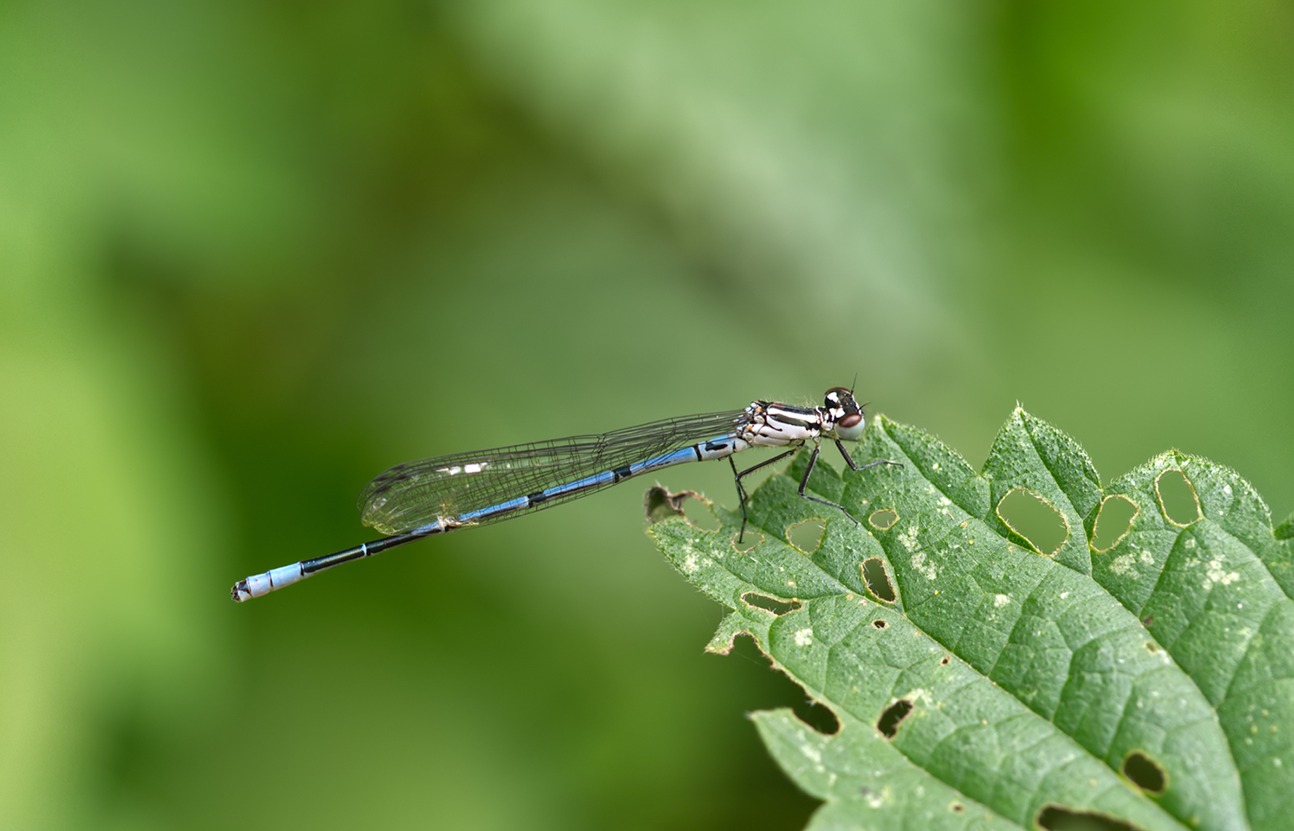 Fledermaus-Azurjungfer (Coenagrion pulchellum)
