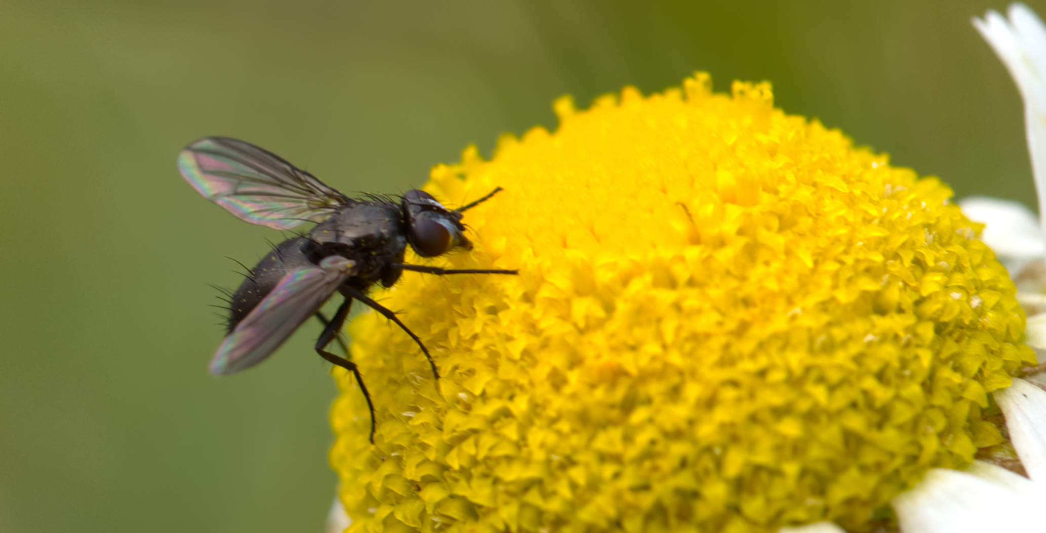 Schmeißfliege (Melanomya nana)
