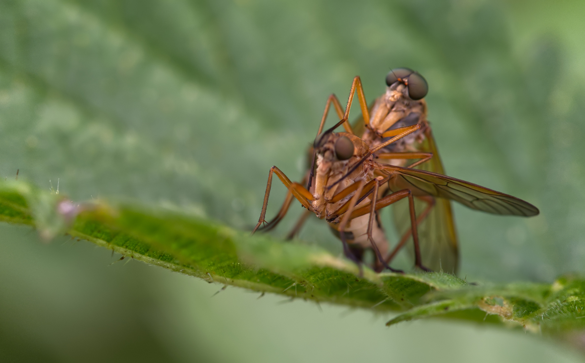 Tanzfliege (Empis trigramma - Paarung)