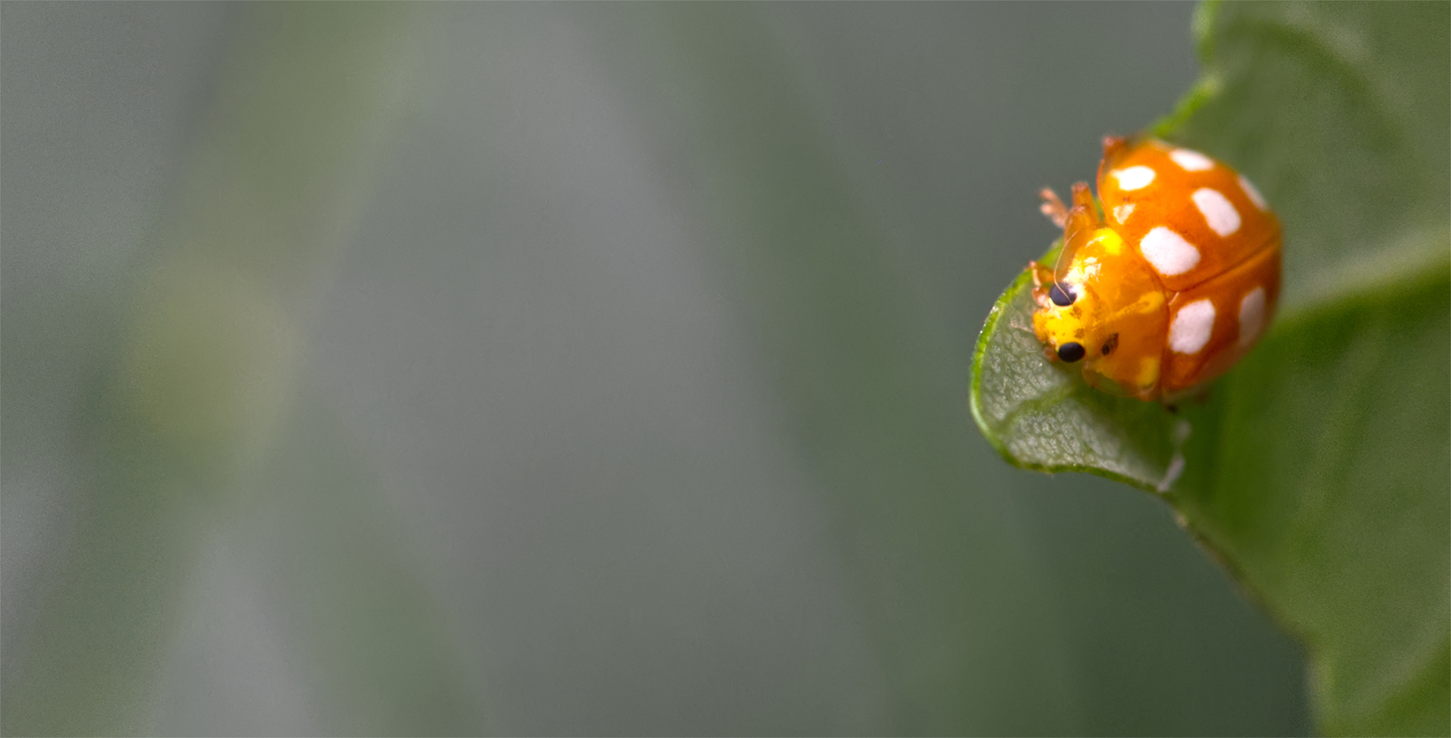 Sechzehnfleckige Marienkäfer (Halyzia sedecimguttata)