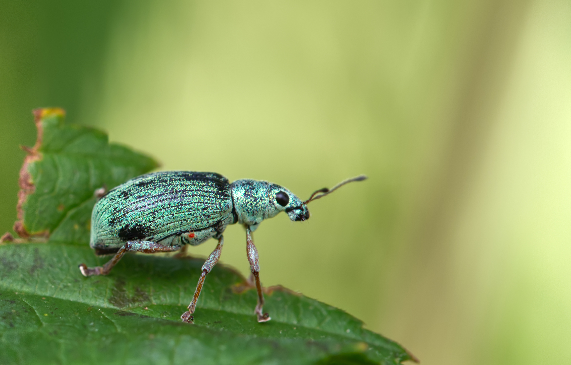 Nessel-Blattrüssler (Phyllobius pomaceus)
