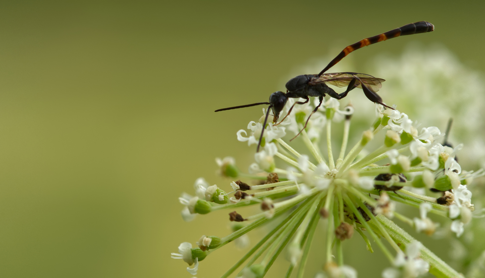 Schmalbauchwespe (Gasteruption assectator)