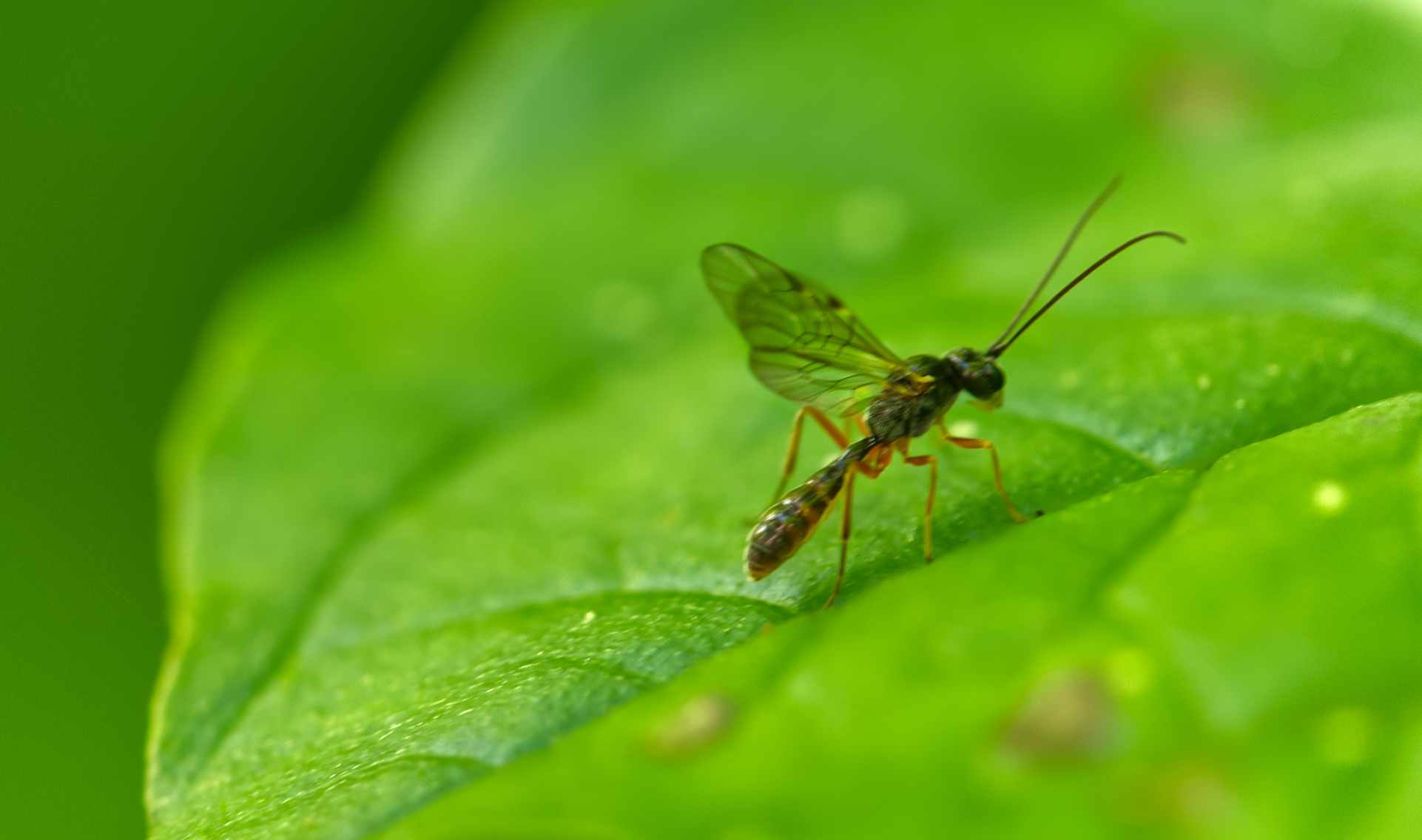 Blattwespe (Tenthredopsis nassata)