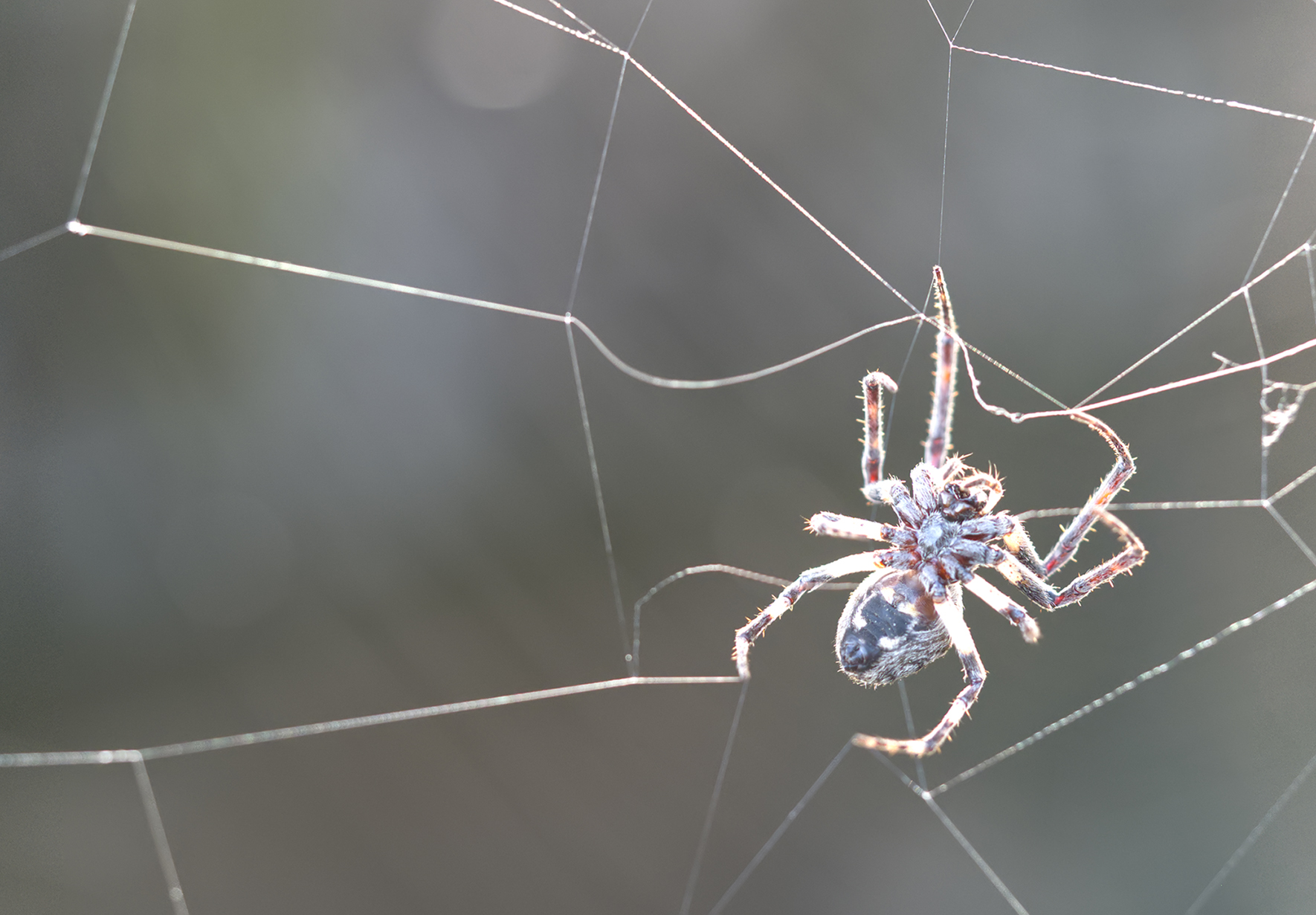Brückenkreuzspinne im Gegenlicht (Larinioides sclopetarius)