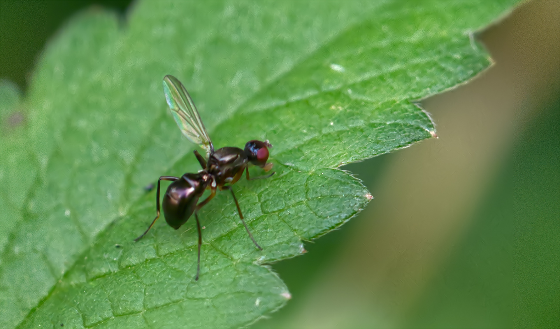 Schwingfliege (Nemopoda nitidula)