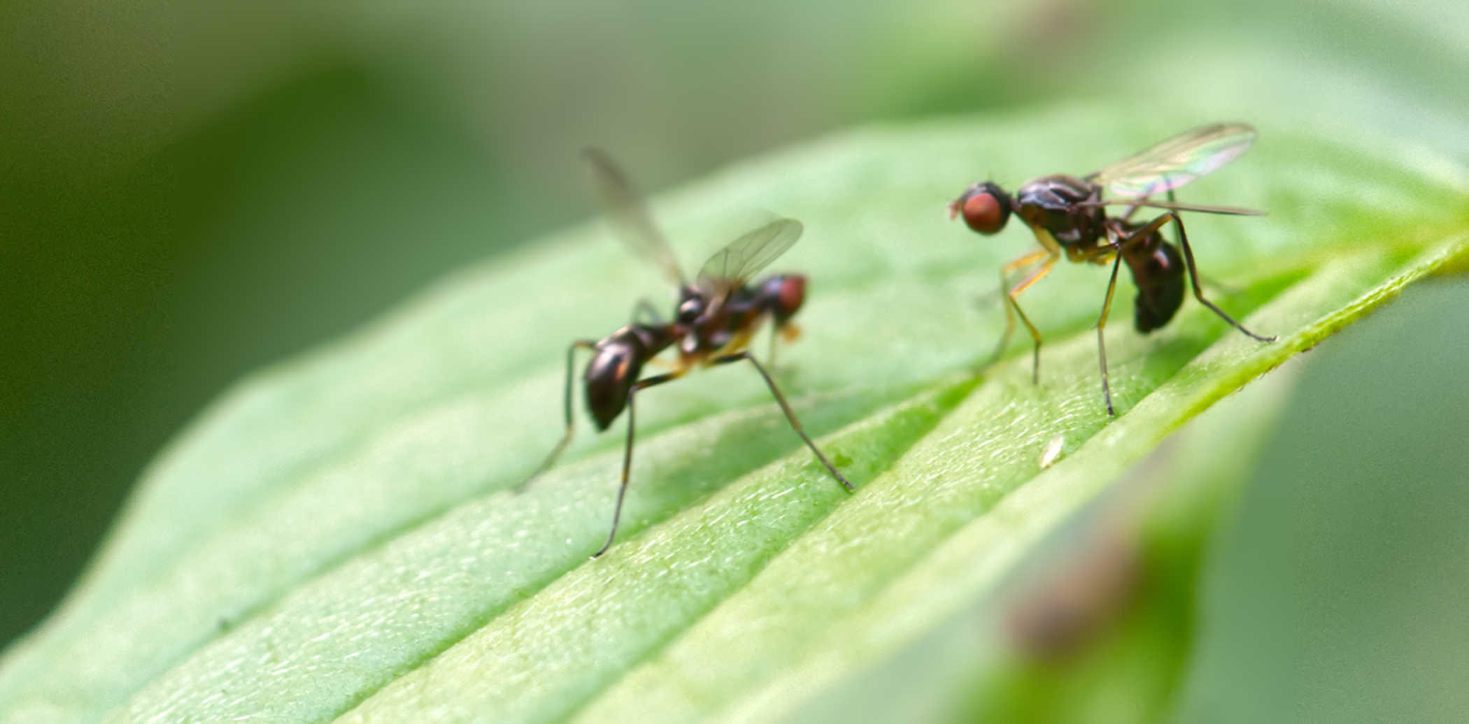 Schwingfliegen, kommunizierend (Nemopoda nitidula)