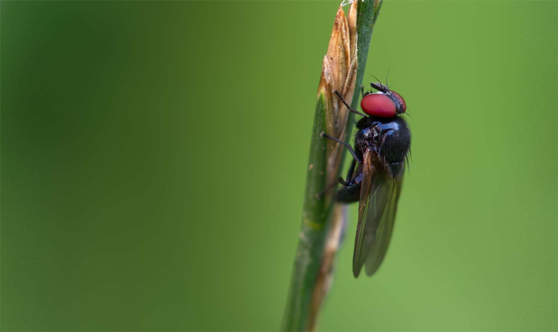 Lanzenfliege02 (Silba fumosa)