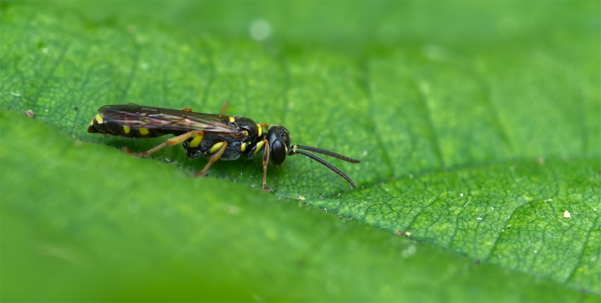 Blattwespe (Macrophya montana)