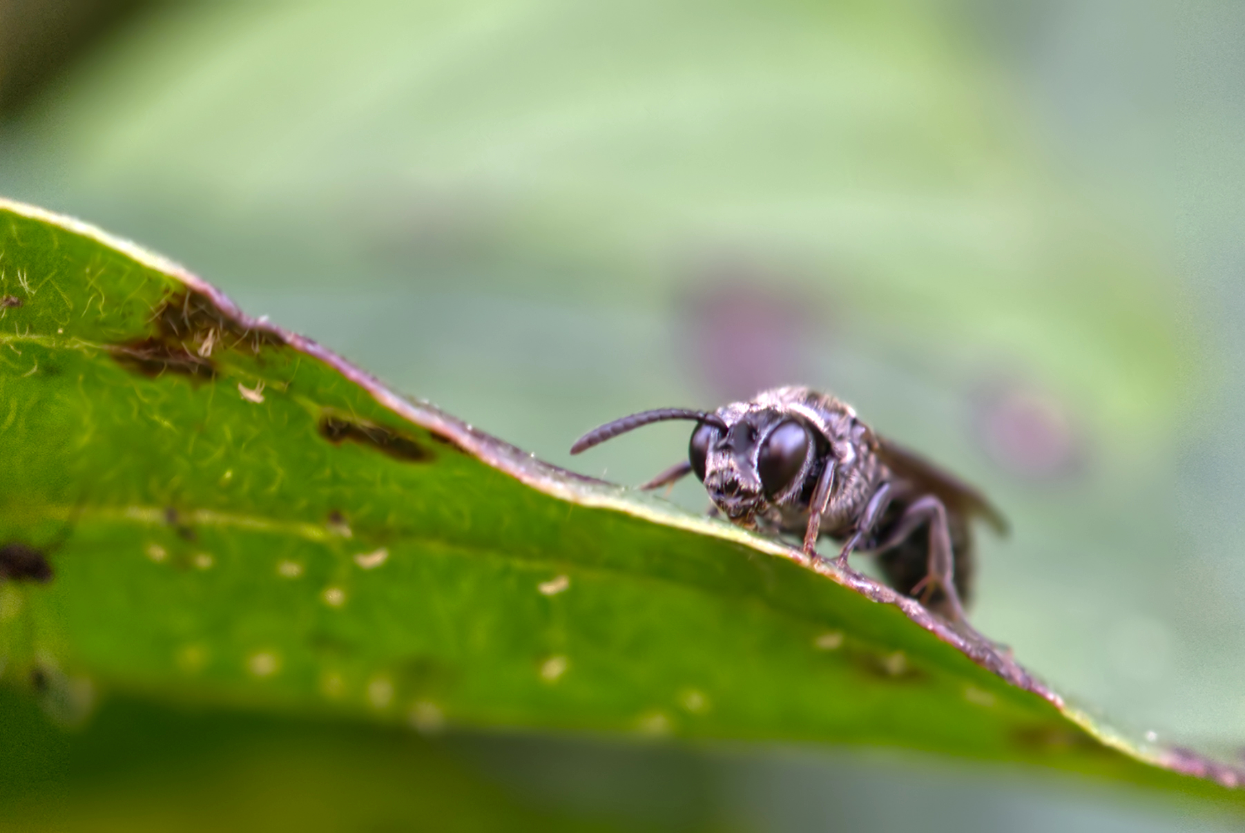 Grabwespe (Rhopalum clavipes)