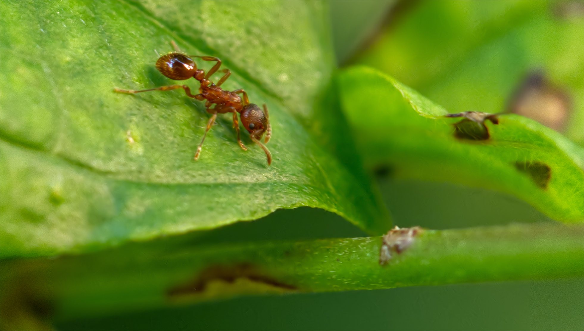 Gelbe Diebsameise (Solenopsis fugax)