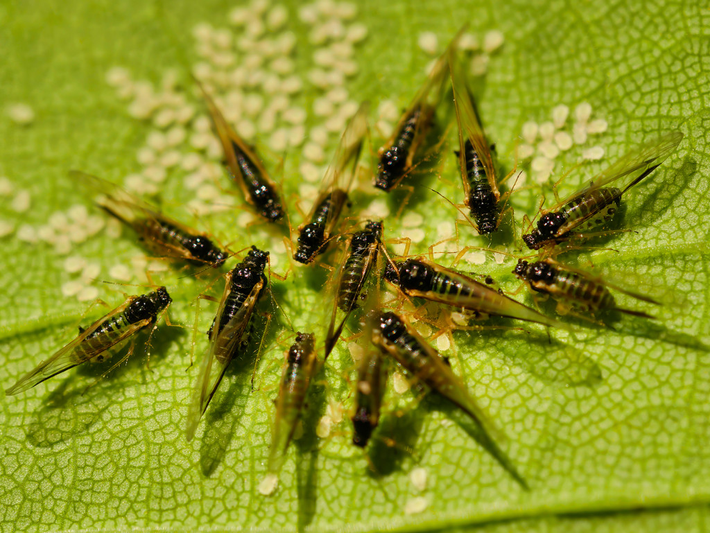 Blattlaus (Drepanosiphum platanoides)