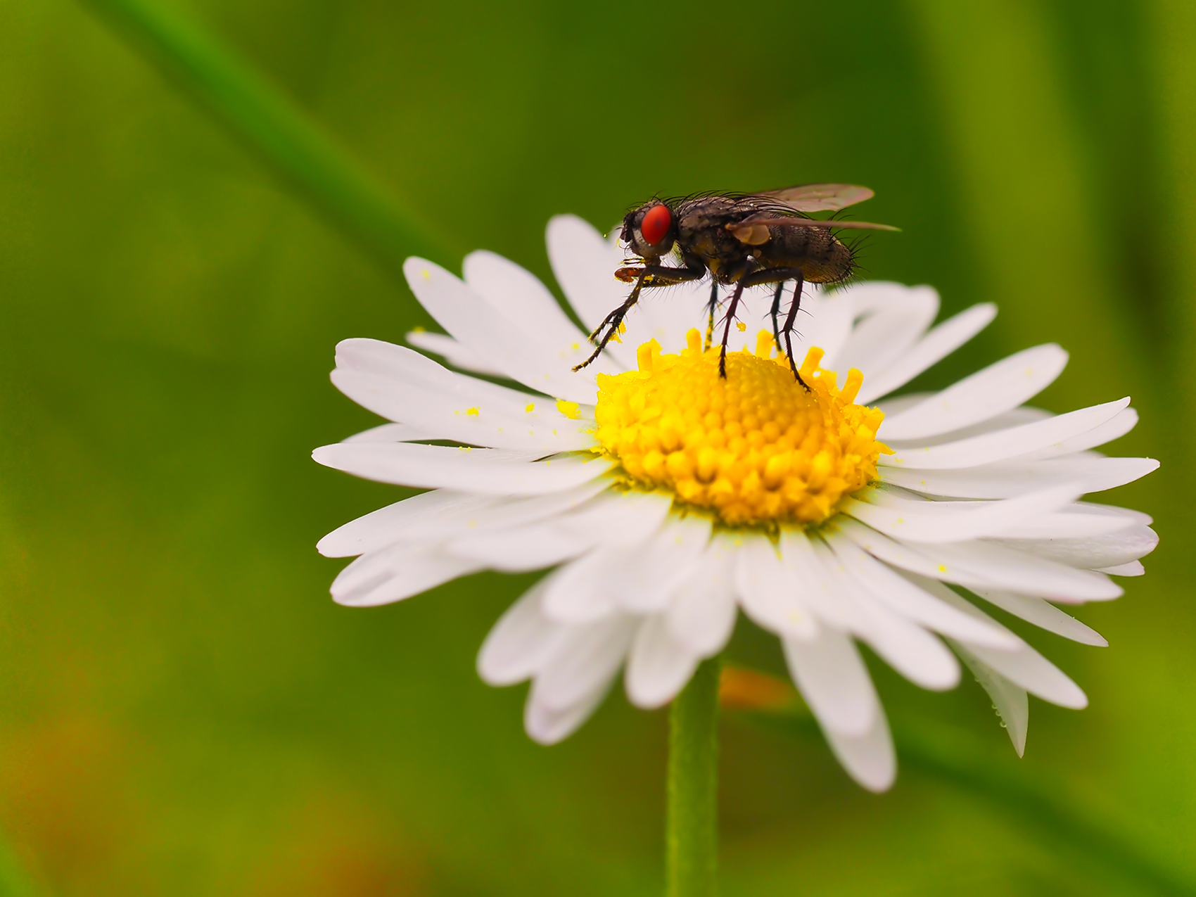 Echte Fliege (Phaonia palpata)