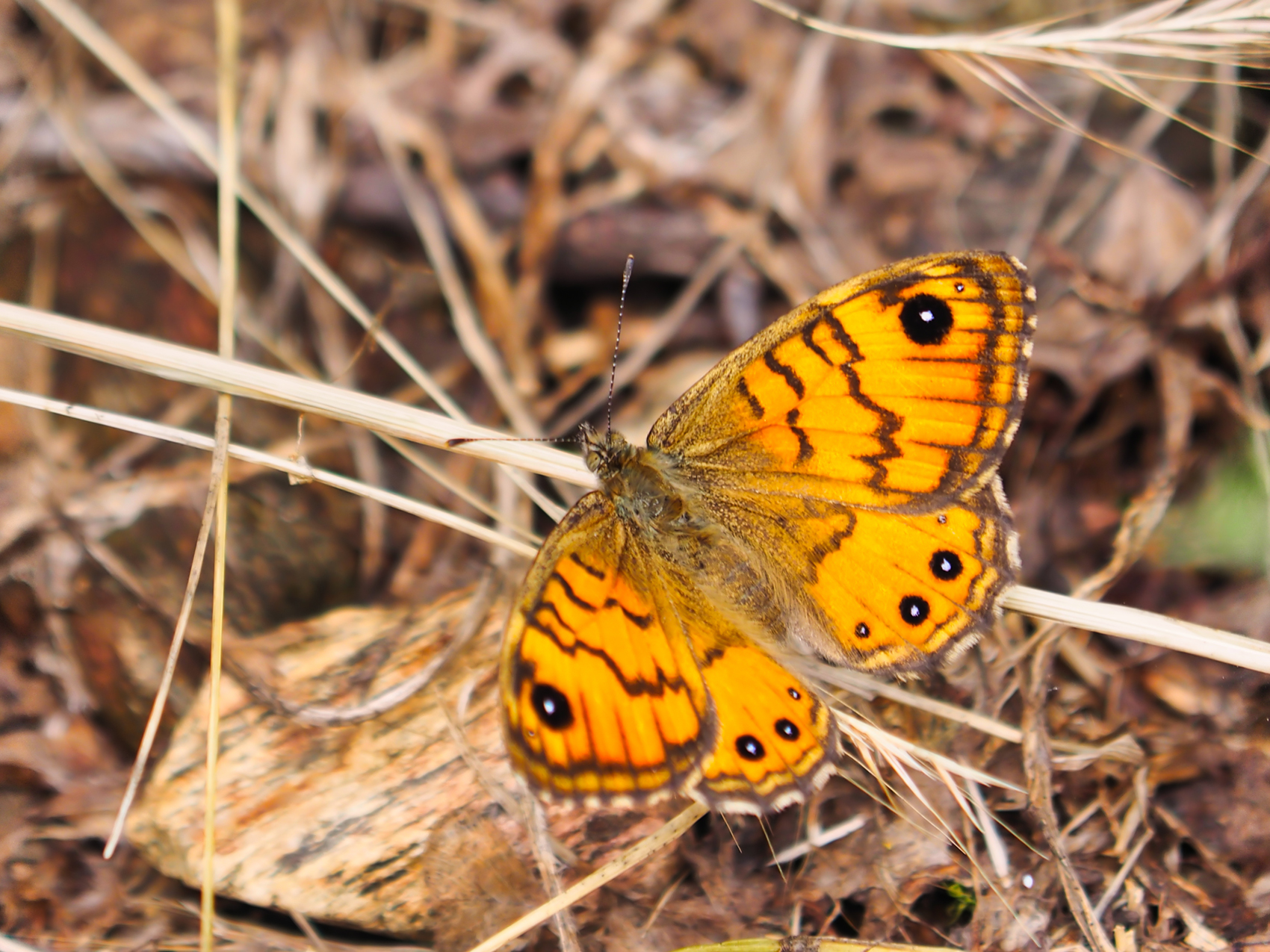 Mauerfuchs (Lasiommata paramegaera)