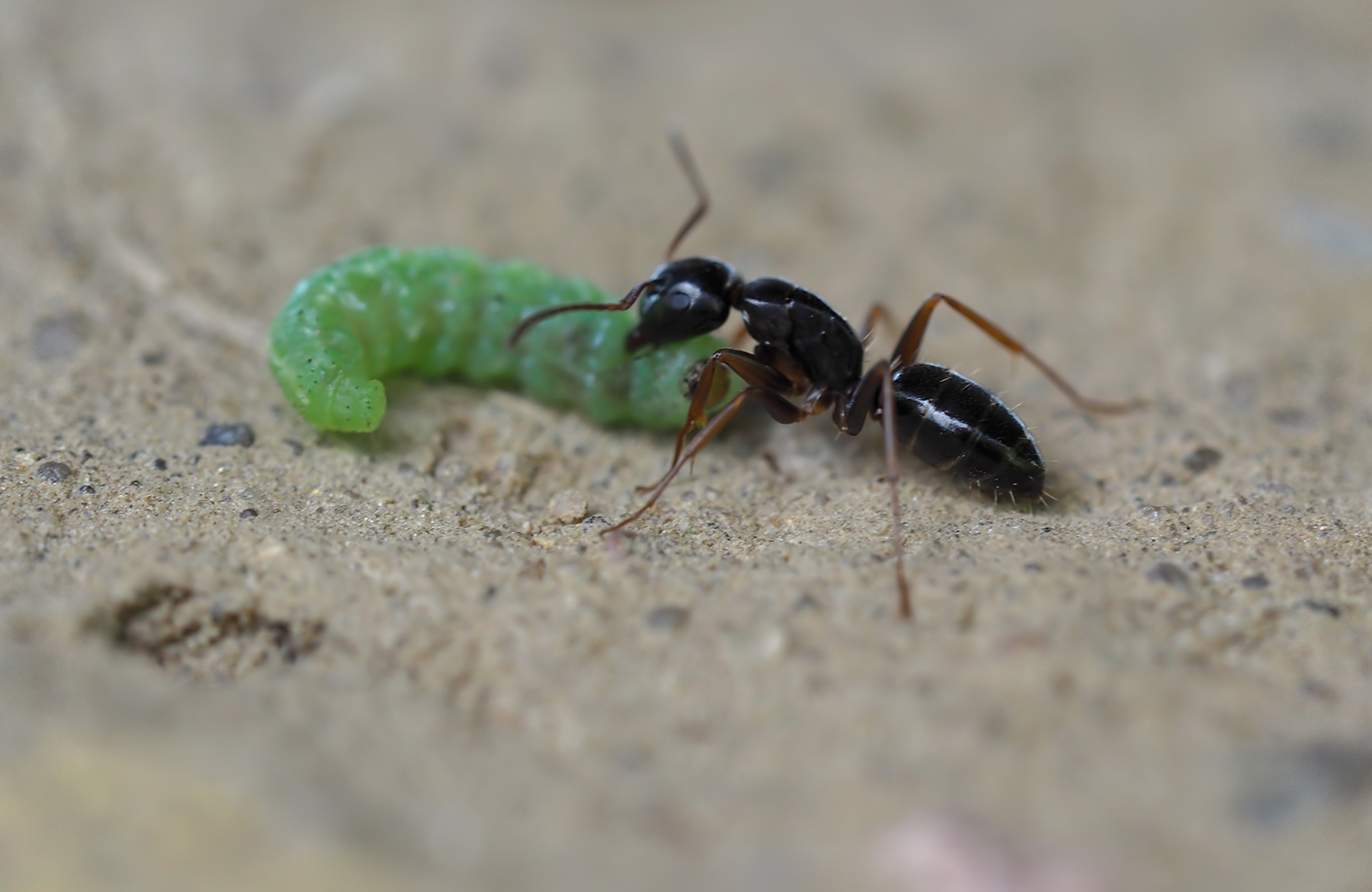 Schwarze Wegameise und grüne Raupe (Lasius niger)
