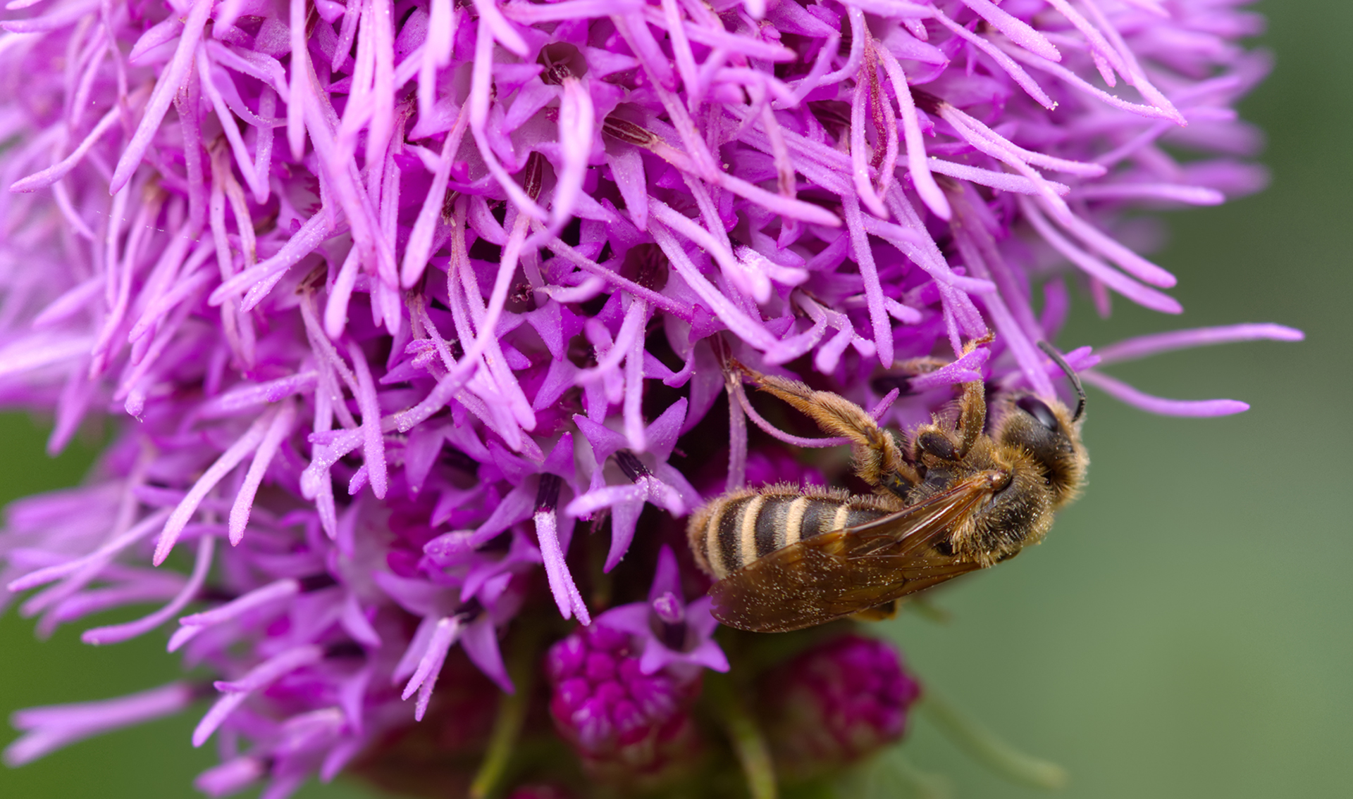 Gelbbindige Furchenbiene (Halictus scabiosae)