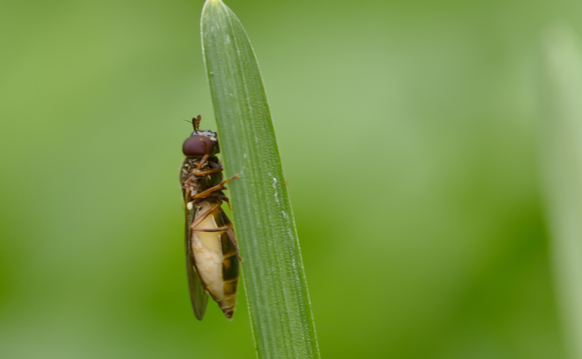 Kleine Schwebfliege (Syrphus vitripennis)