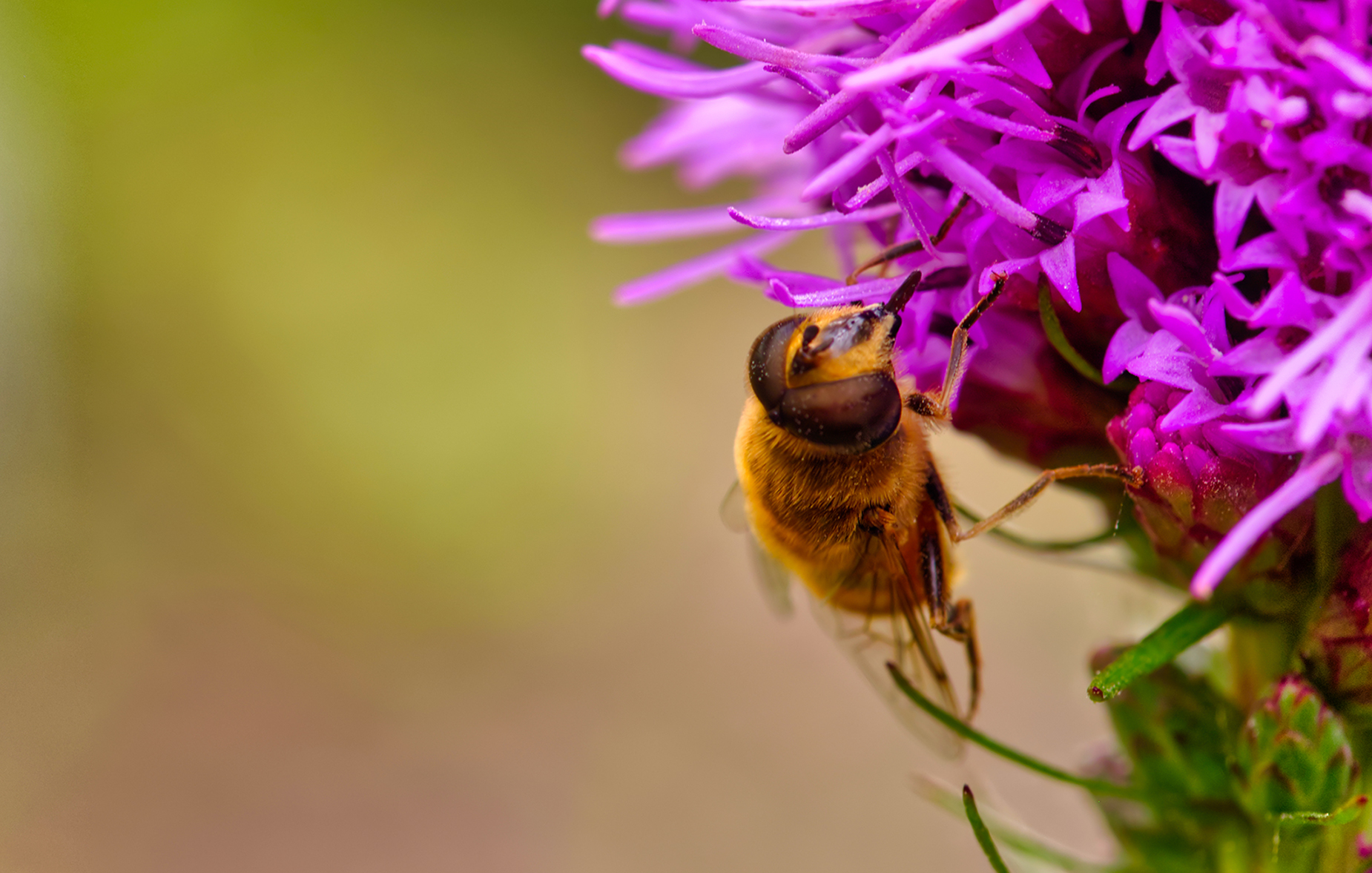 Kleine Keilfleckschwebfliege (Eristalis arbustorum)