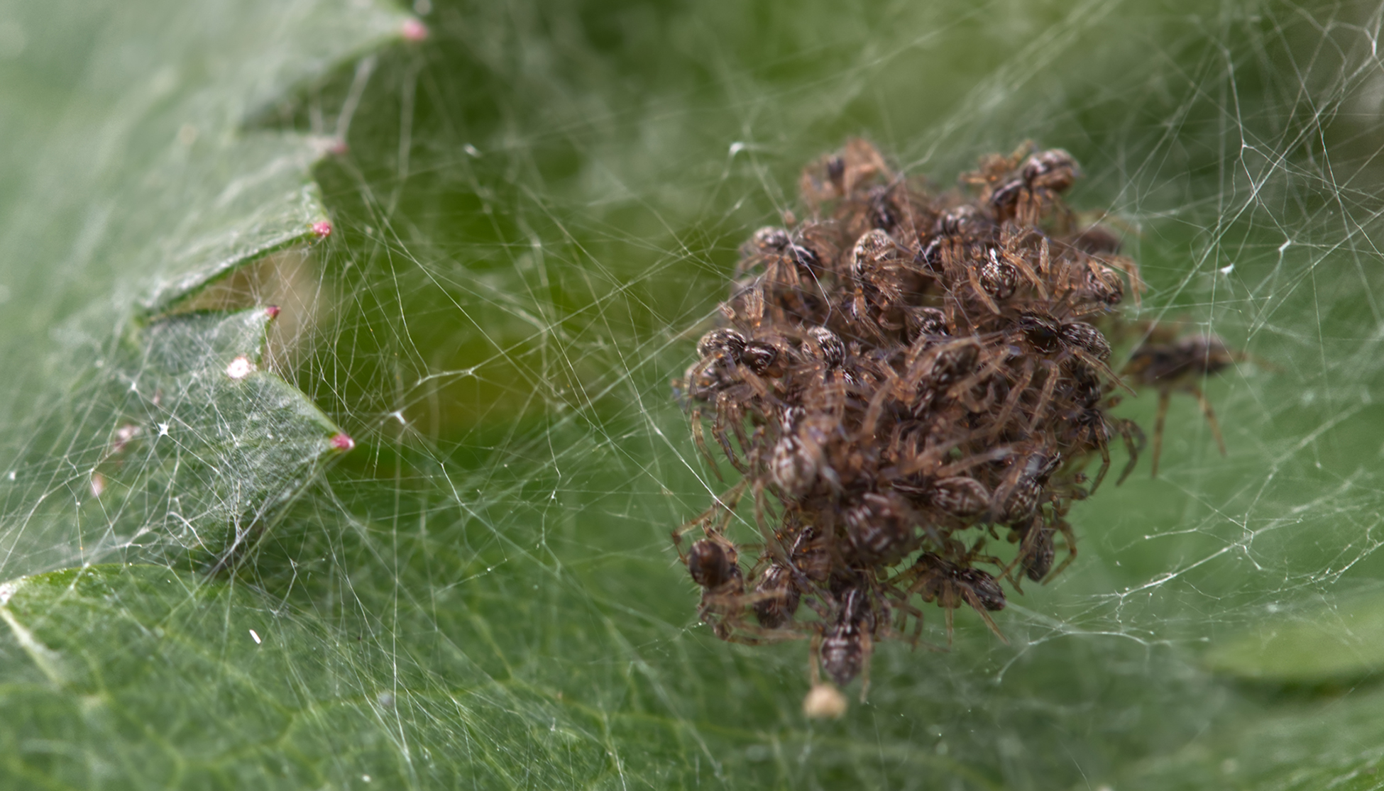 Junge Listspinnen (Pisaura mirabilis)