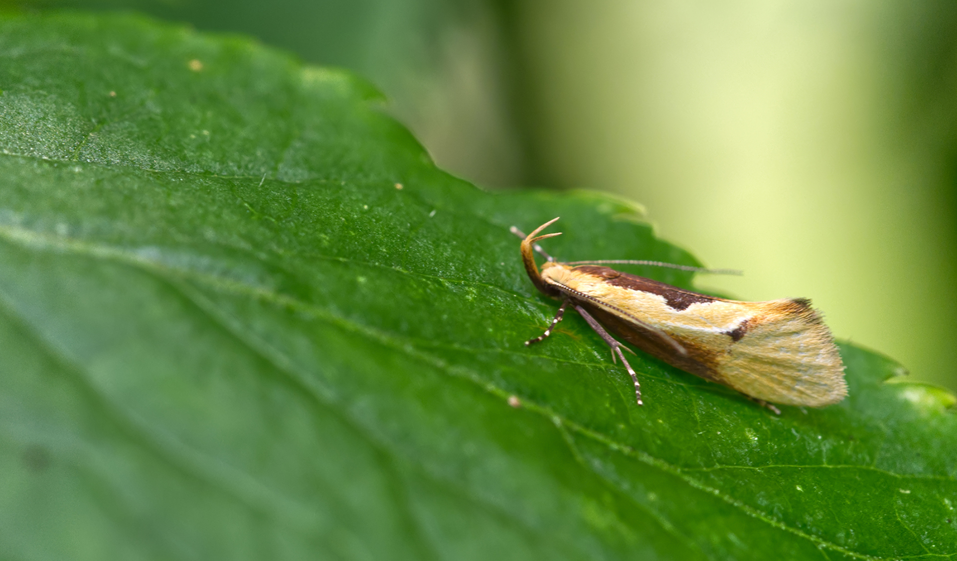 Tastermotte (Harpella forficella)