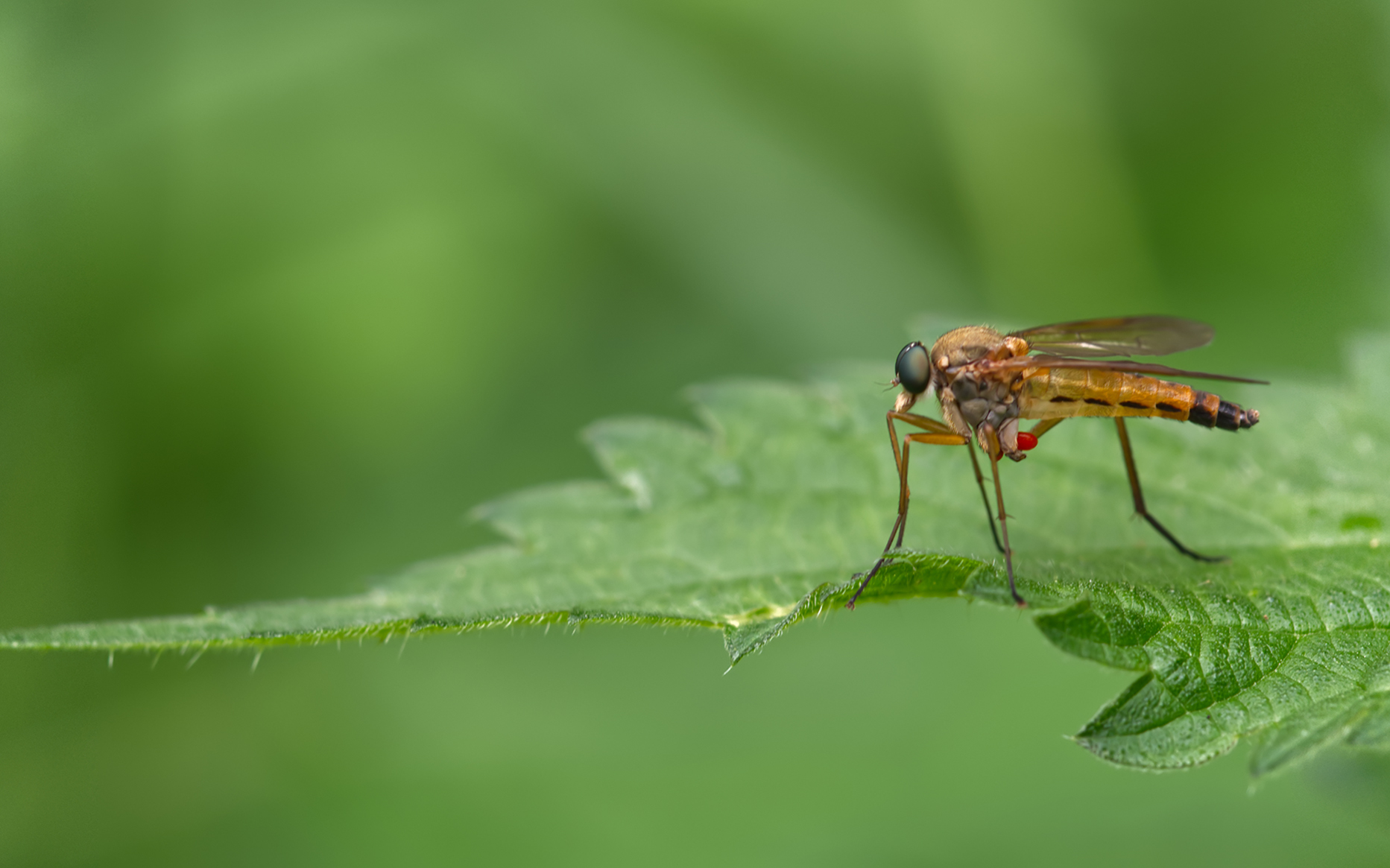 Goldgelbe Schnepfenfliege mit phoretischer Laufmilbenlarve (Rhagio tringarius)