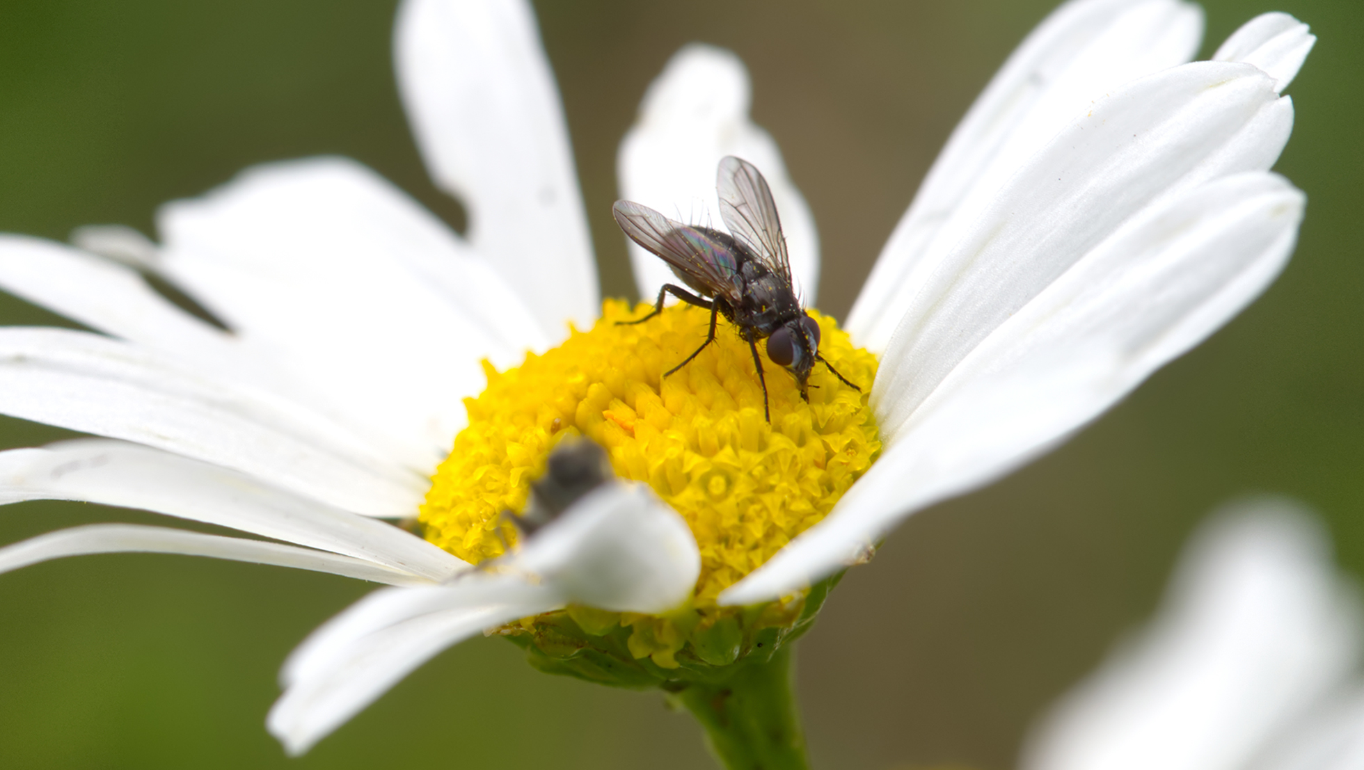 Schmeißfliege (Rhinophora lepida)