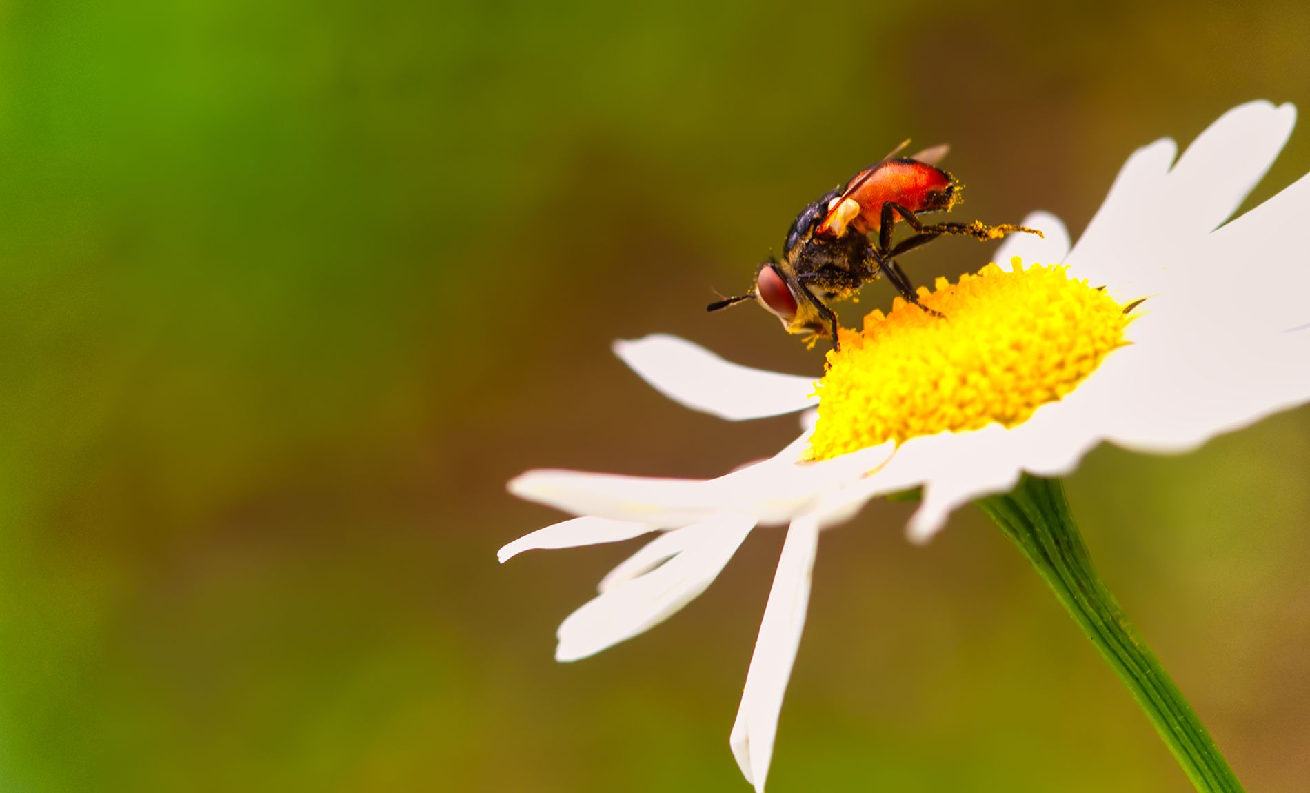 Raupenfliege (Gymnosoma clavatum)