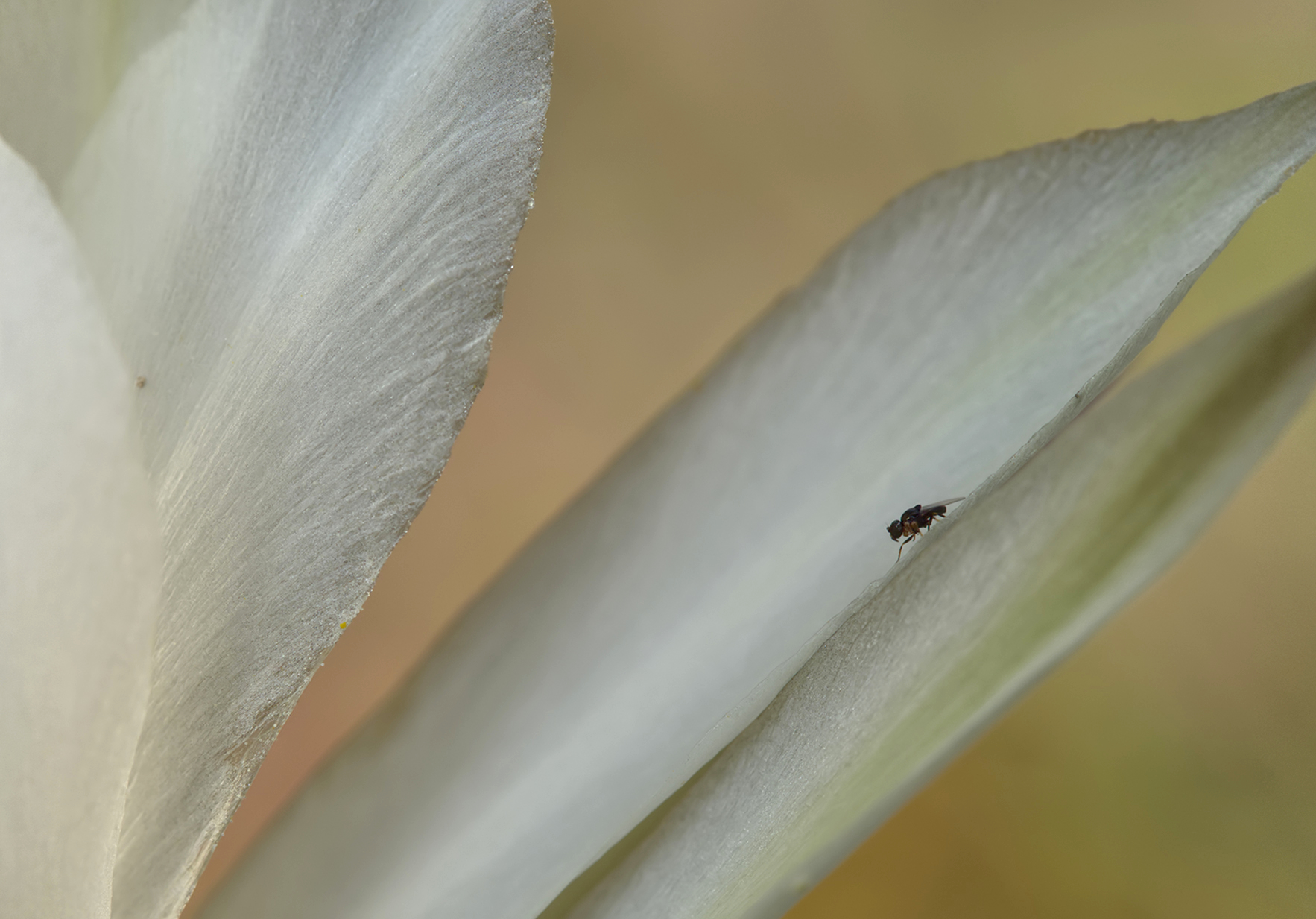 Kleine Dungfliege (Sphaeiceridae) auf Seeigelkaktus (Echinopsis subdenudata)