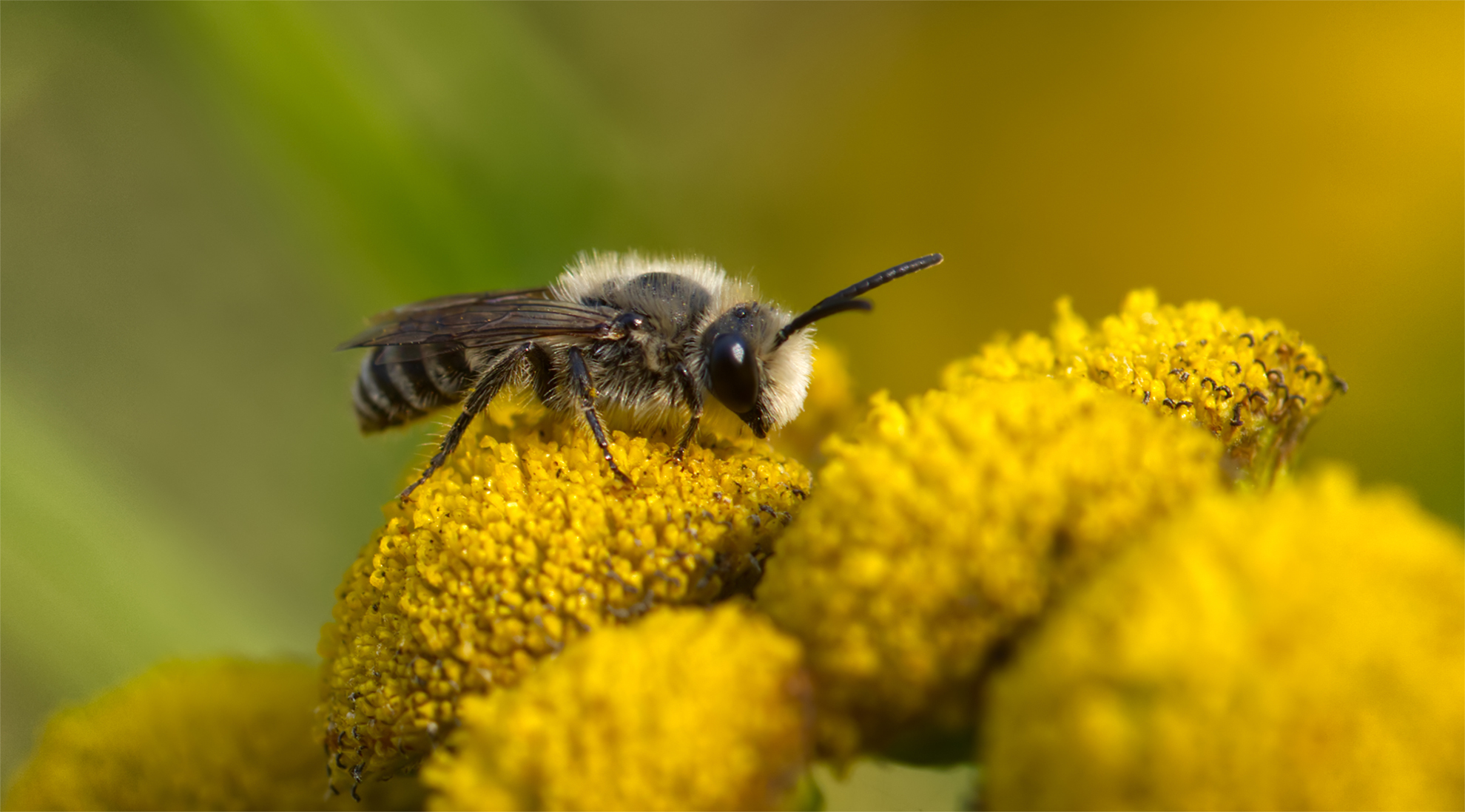 Weiden-Sandbiene (Andrena vaga)