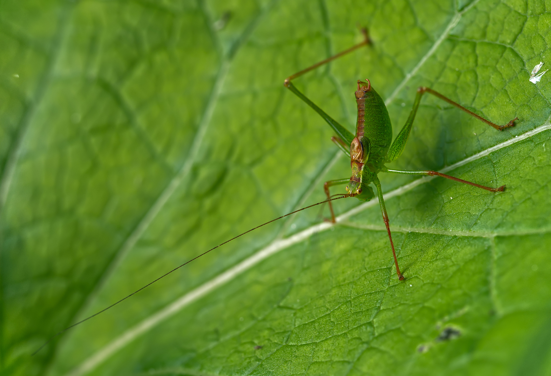 Punktierte Zartschrecke02 (Leptophyes punctatissima)