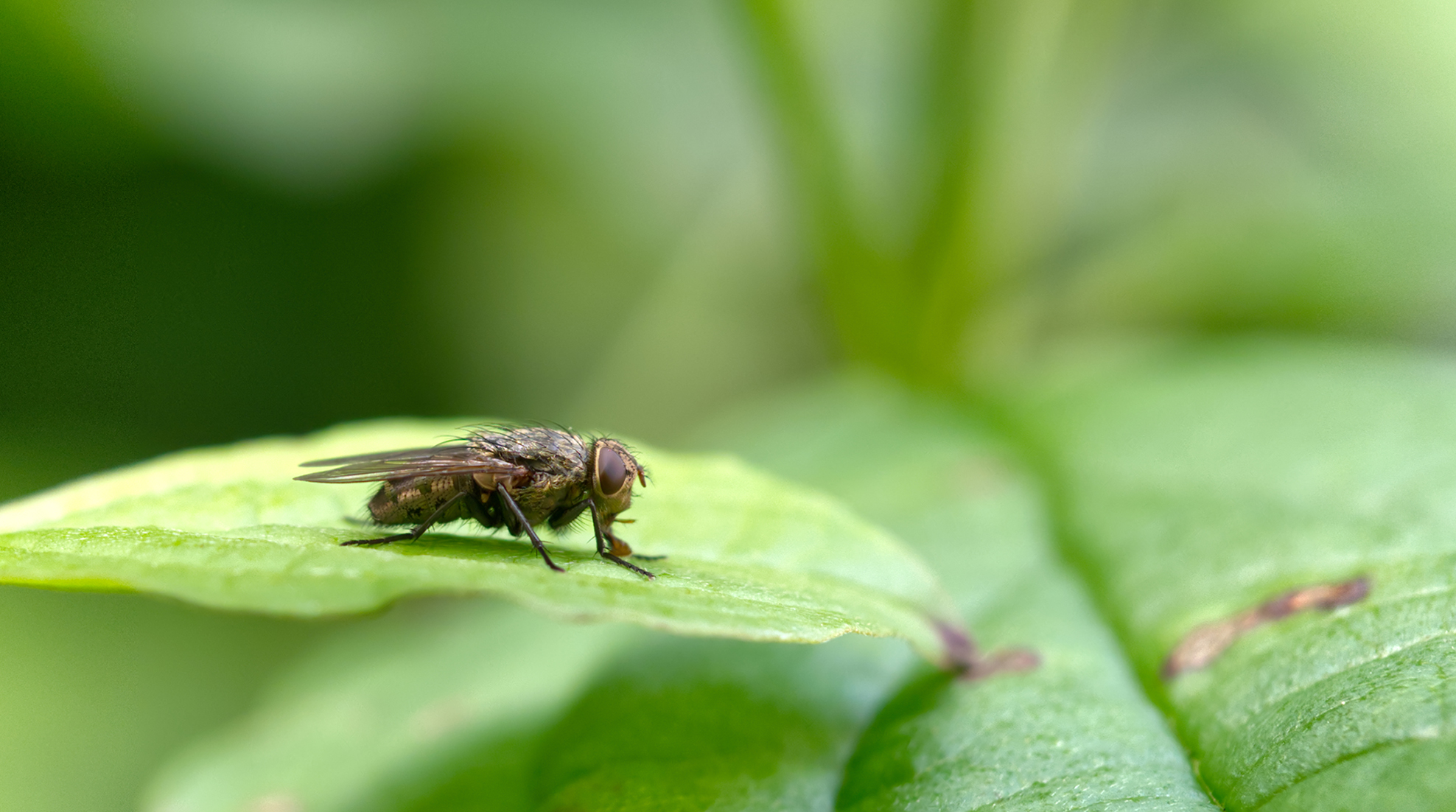 Wurmfliege (Pollenia pediculata)