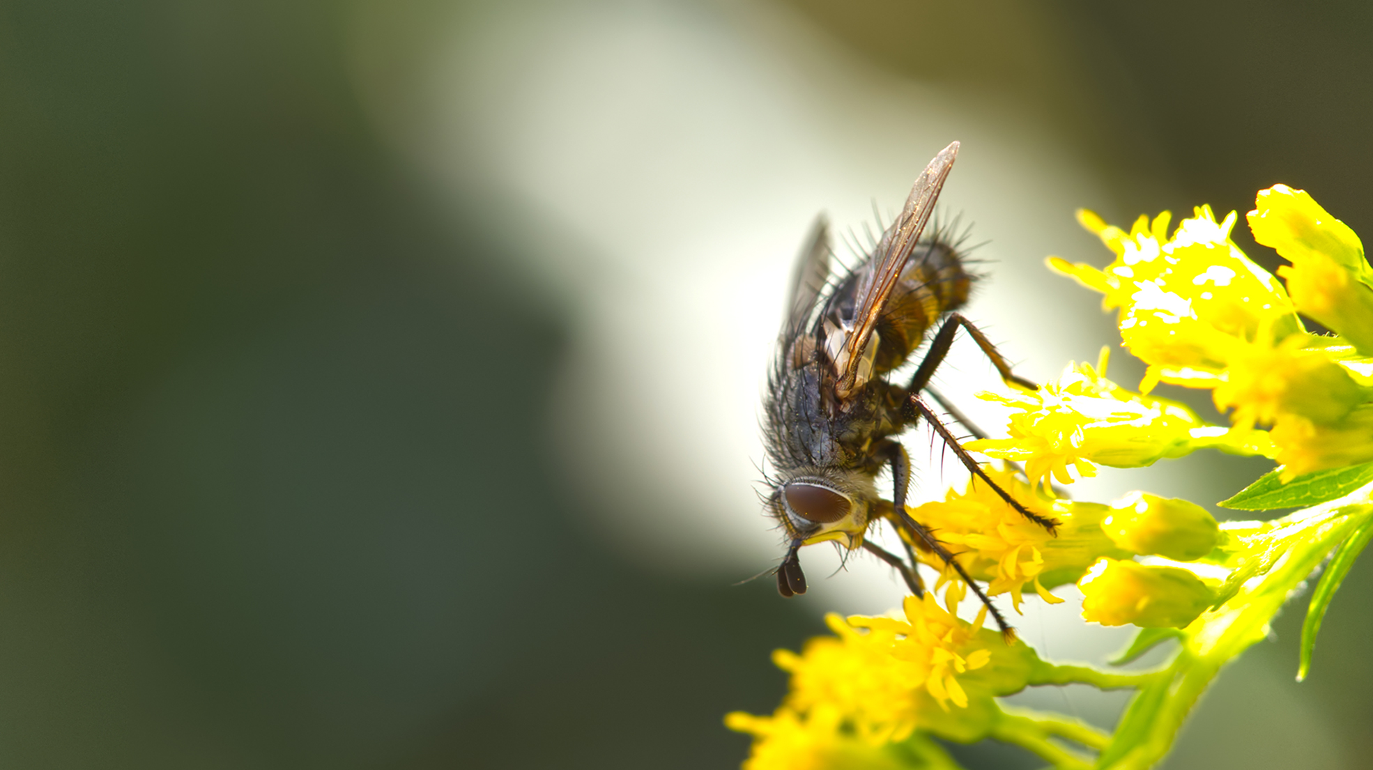 Raupenfliege (Blepharipa schineri)