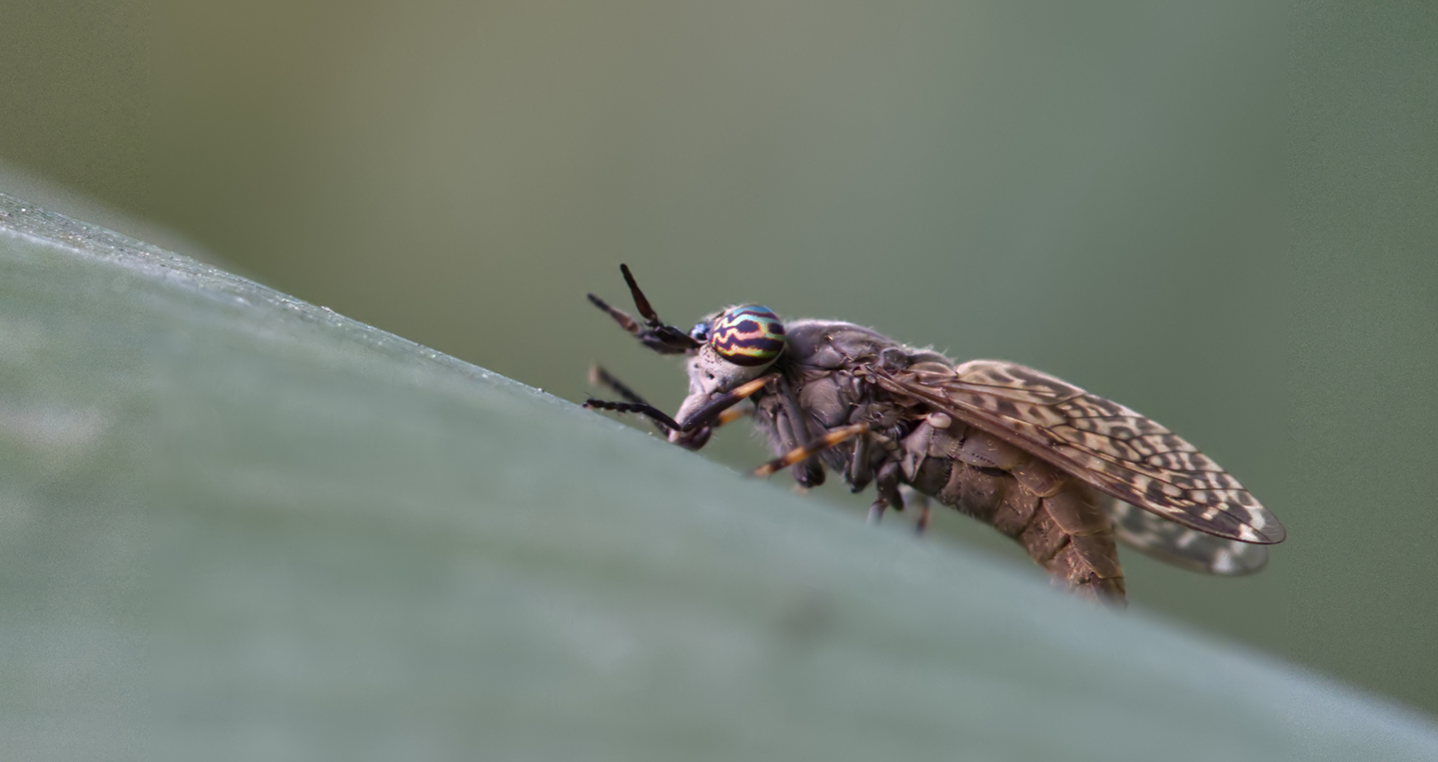 Regenbremse (Haematopota pluvialis)