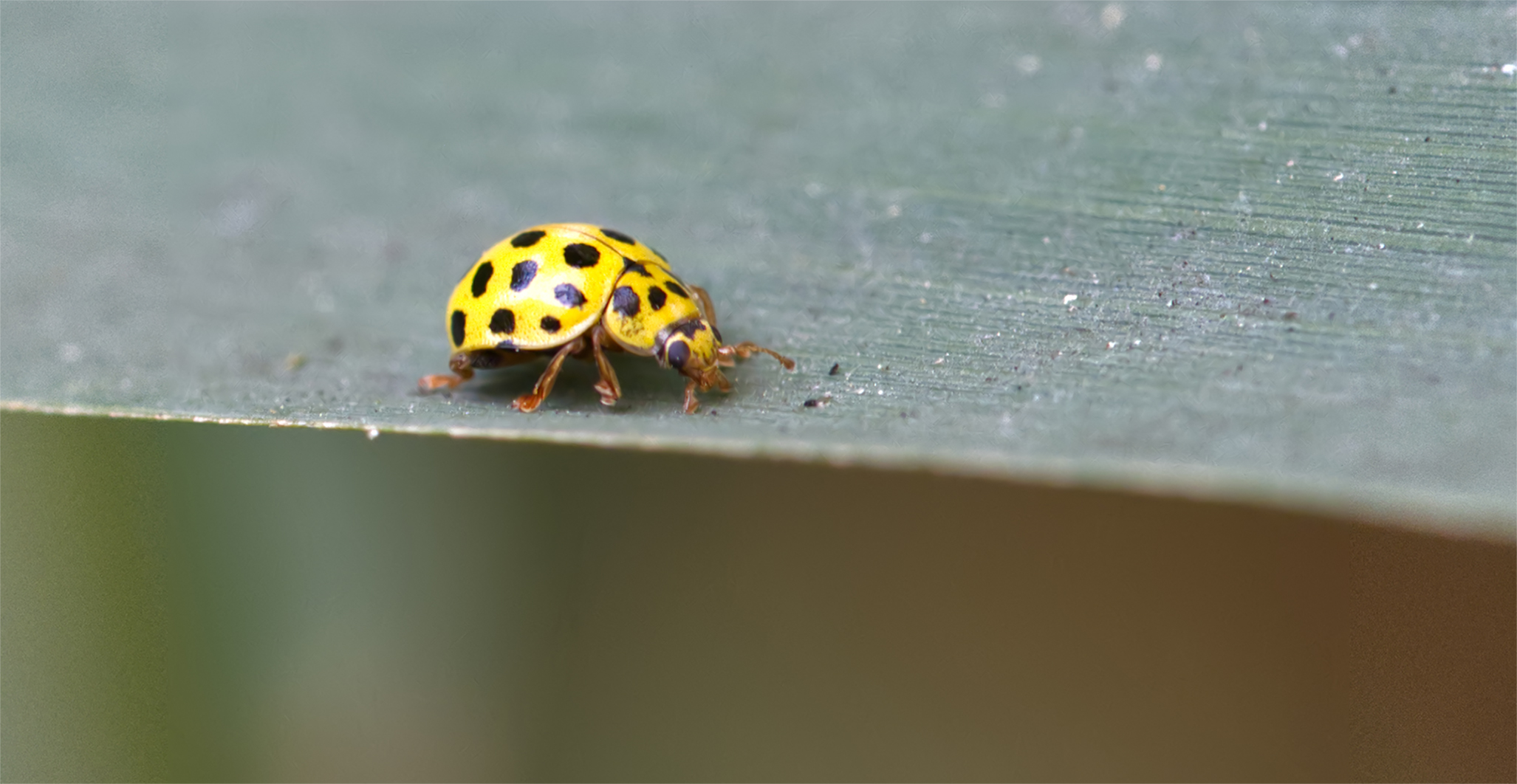 Zweiundzwanzigpunkt-Marienkäfer (Psyllobora vigintiduopunctata)
