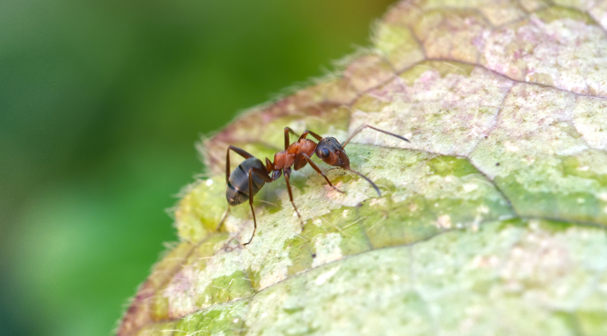 Rote Waldameise (Formica rufa)