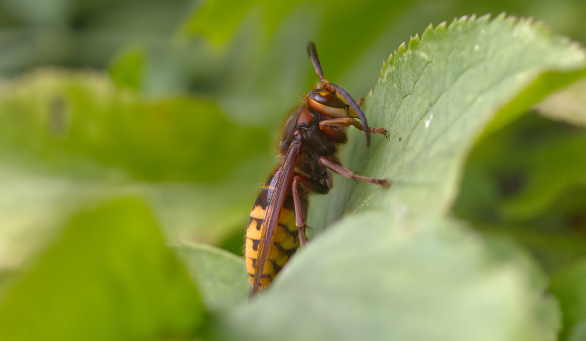Europäische Hornisse (Vespa crabro)
