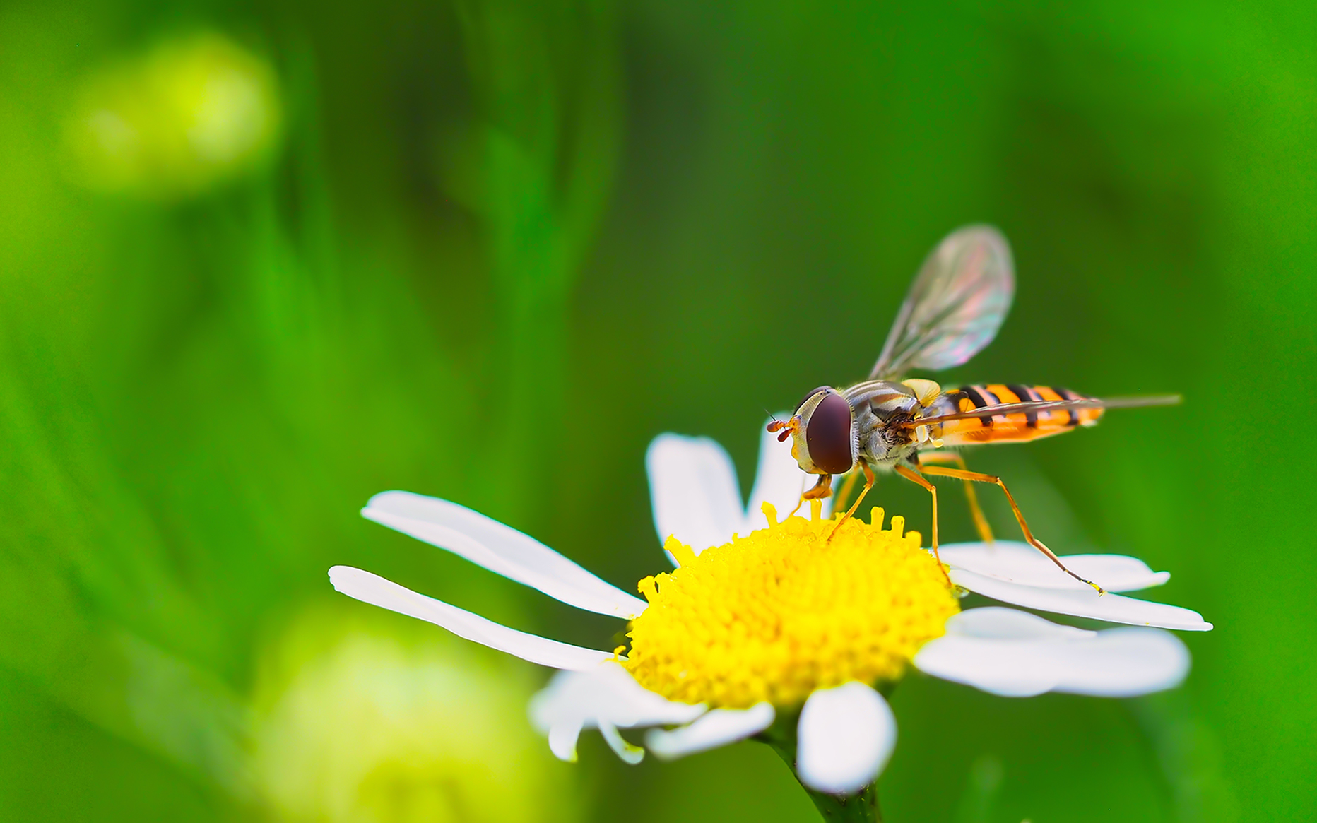 Hainschwebfliege02 (Episyrphus balteatus)