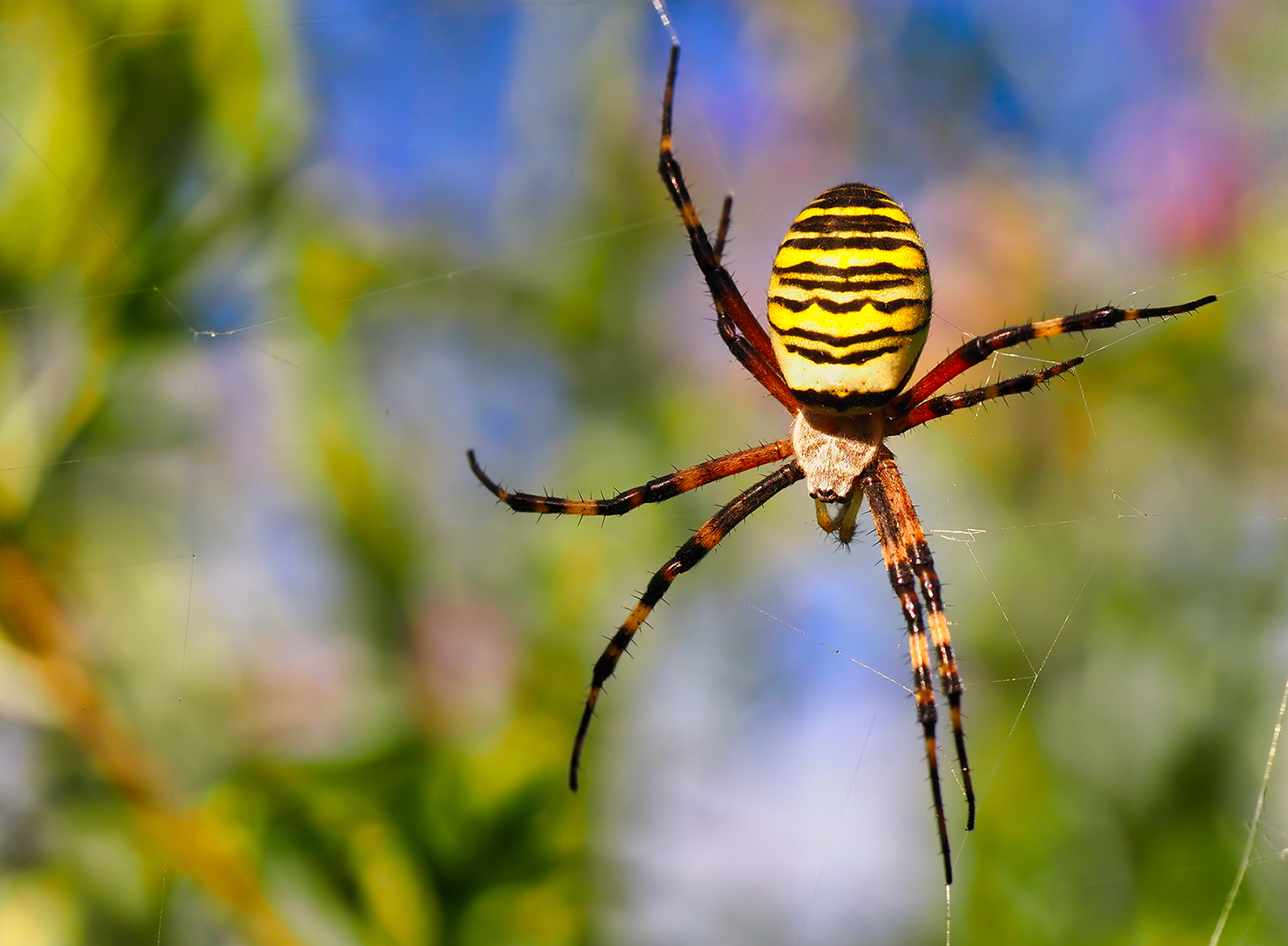 Wespenspinne01 (Argiope bruennichi)