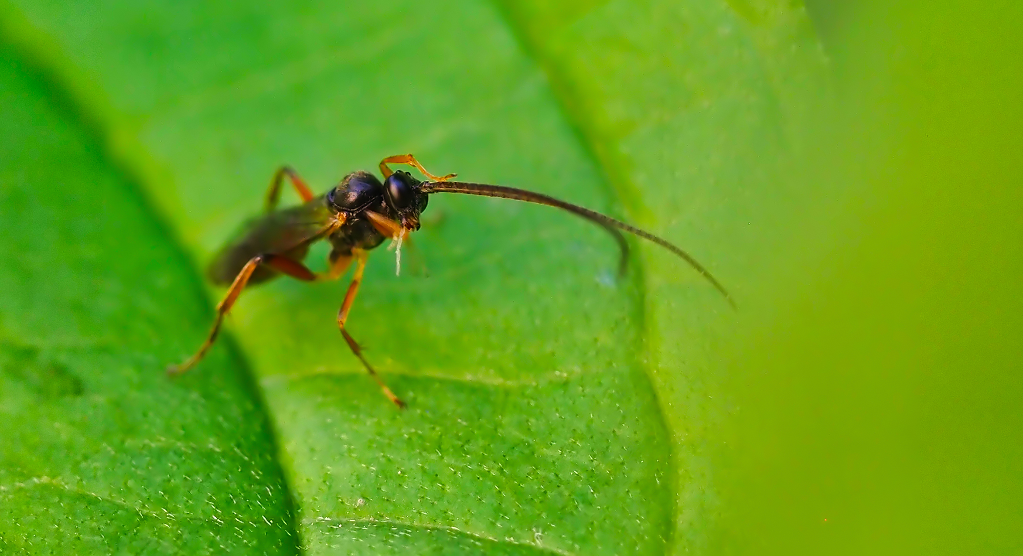 Schlupfwespe (Odontocolon dentipes)
