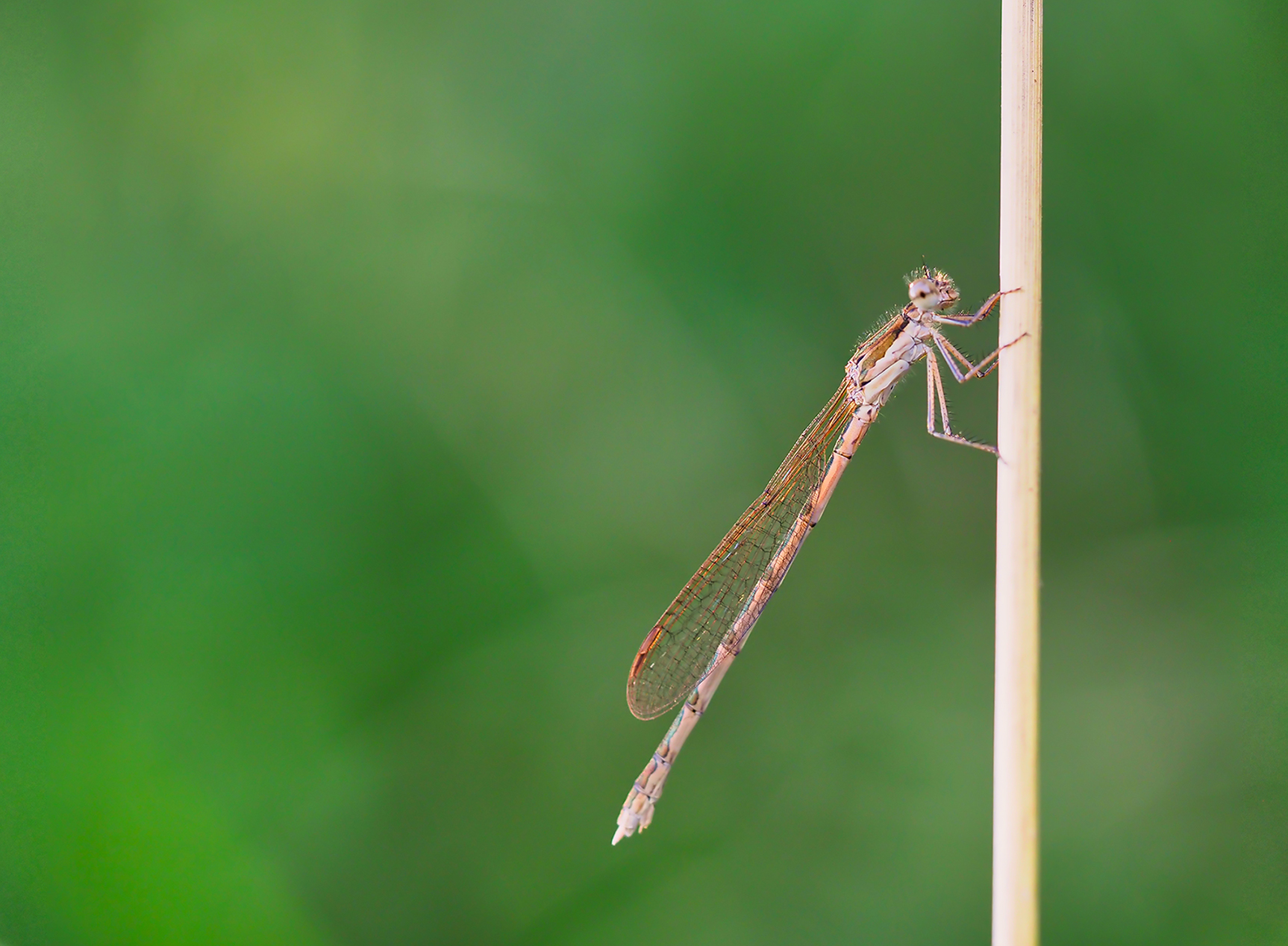 Gemeine Winterlibelle02 (Sympecma fusca)