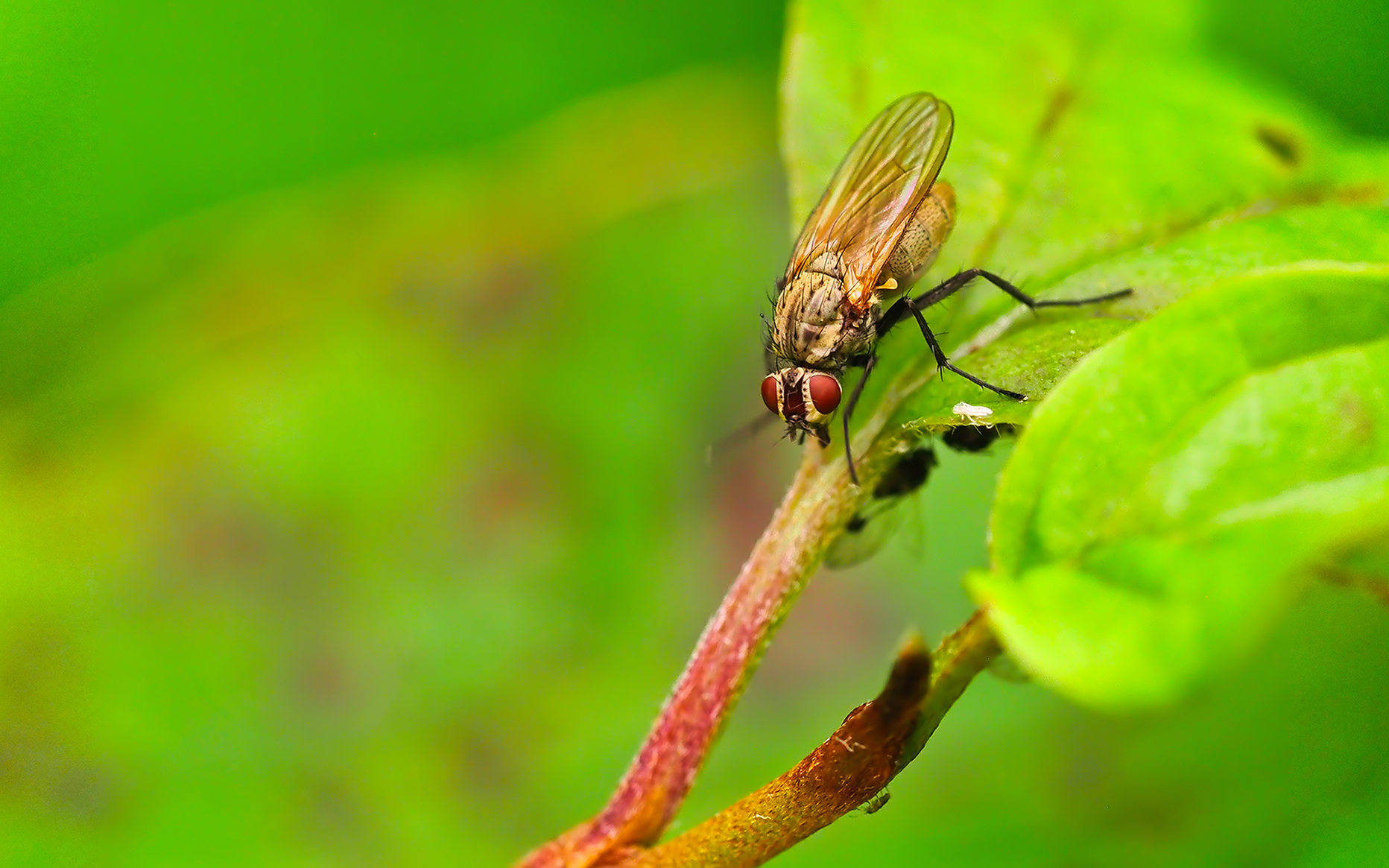 Echte Fliege (Helina impuncta)