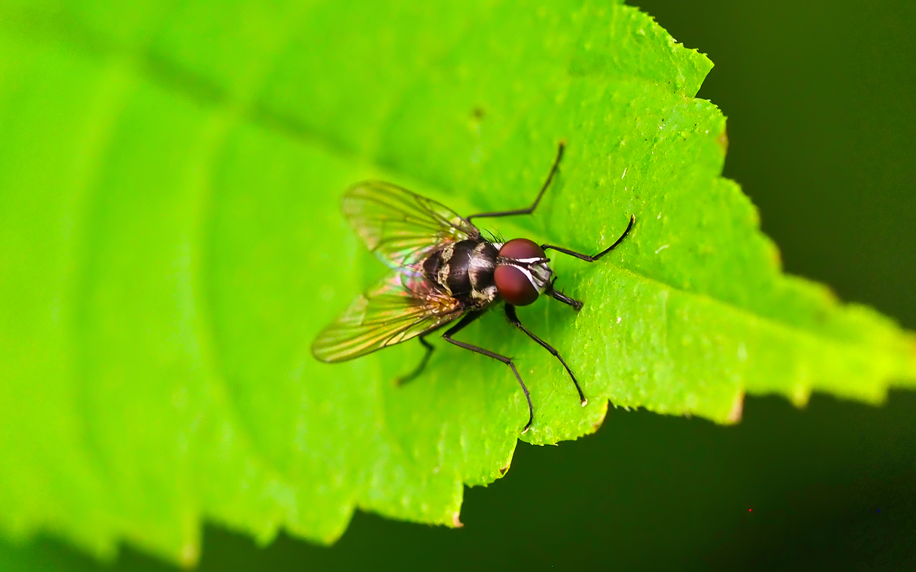 Echte Fliege (Limnophora tigrina)