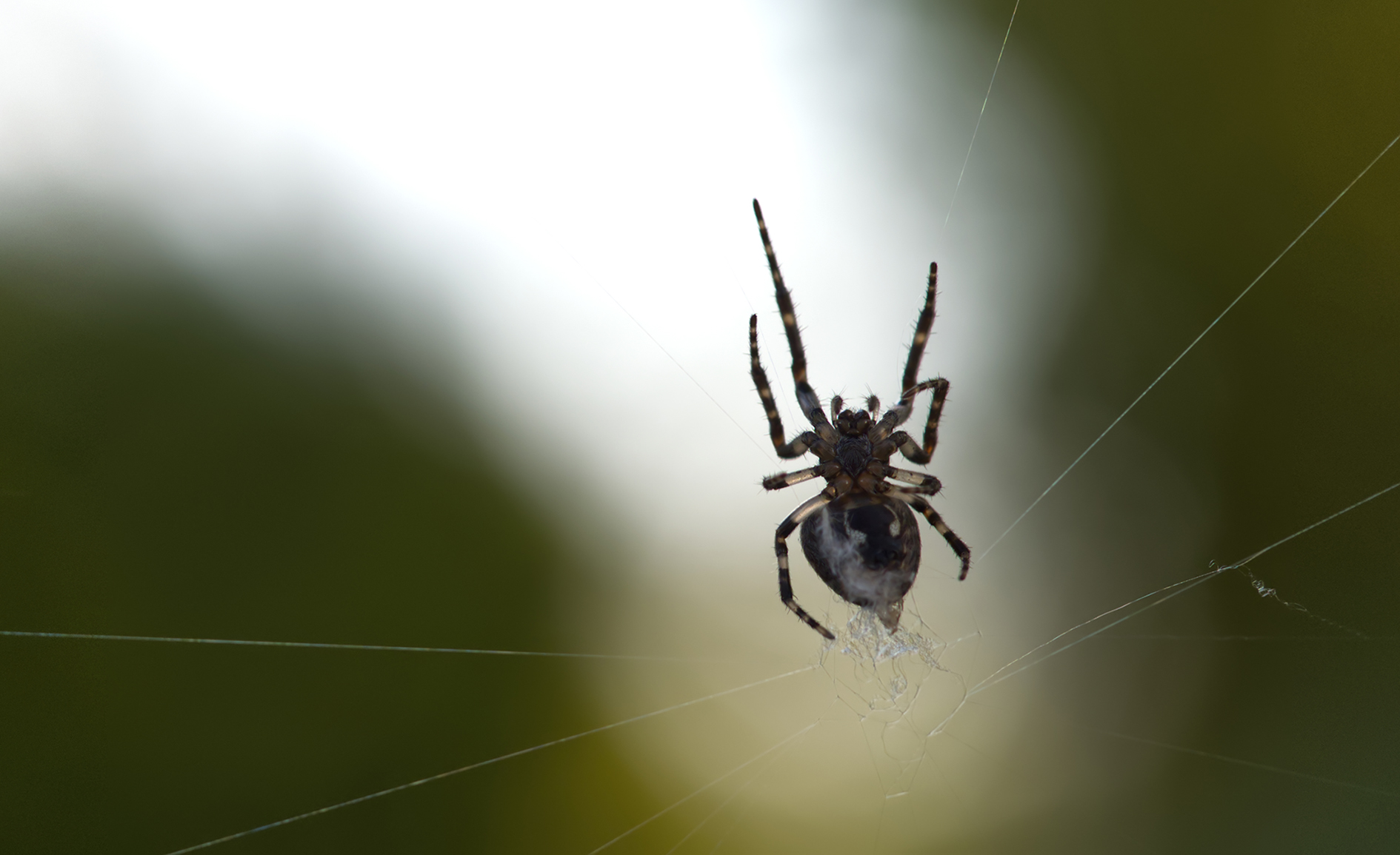 Brückenkreuzspinne02 (Larinioides sclopetarius)