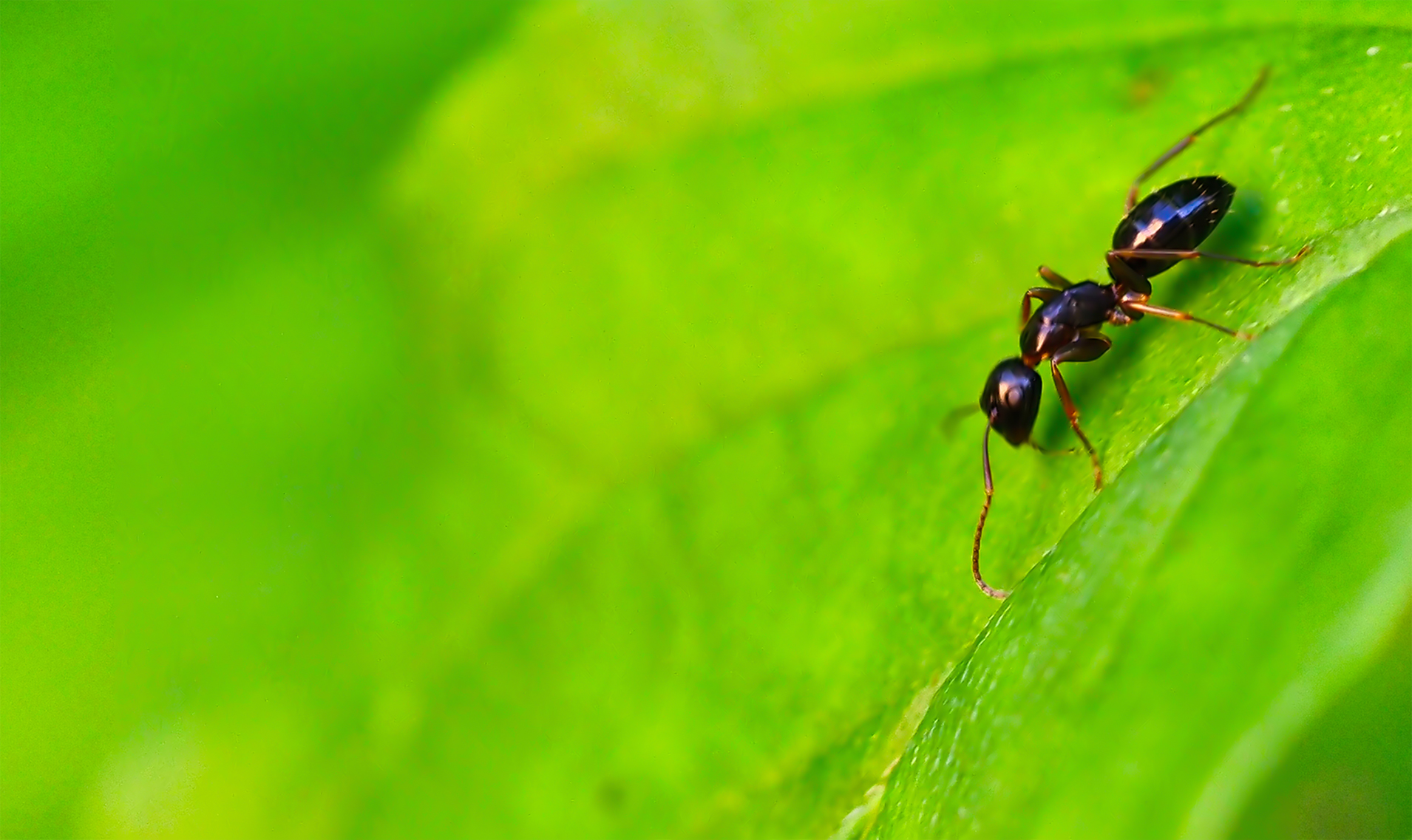 Glänzendschwarze Holzameise (Lasius fuliginosus)