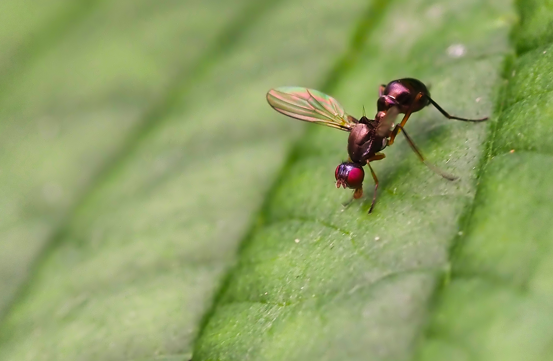Schwingfliege (Nemopoda nitidula)