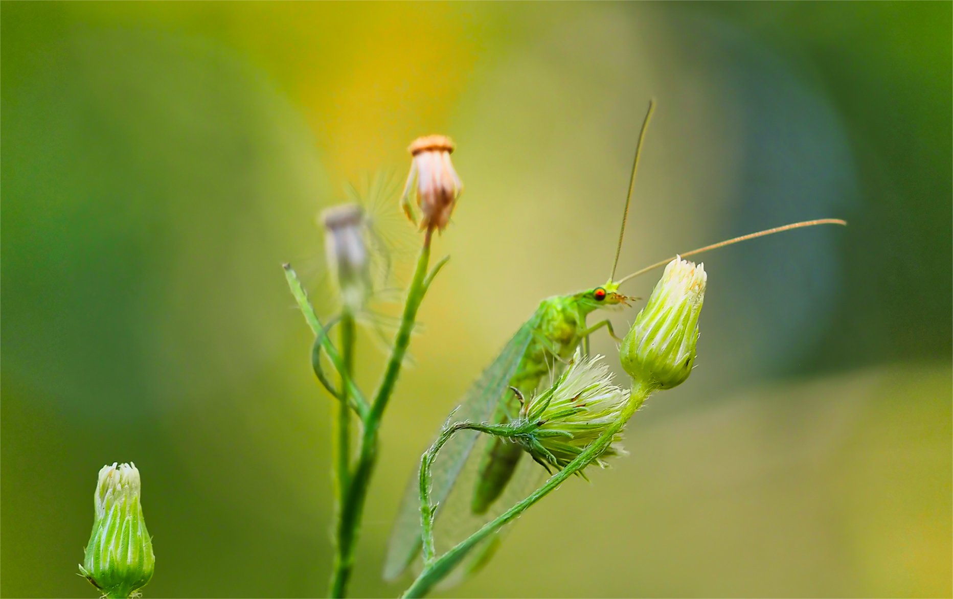 Gemeine Florfliege (Chrysoperla carnea s. l.)