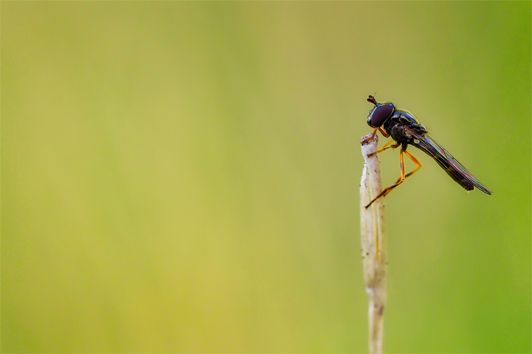 Matte Schwarzkopf-Schwebfliege02 (Melanostoma scalare)